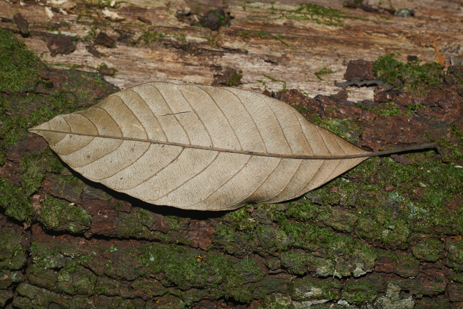 Pouteria filipes Eyma - Photo Bivouac Naturaliste
