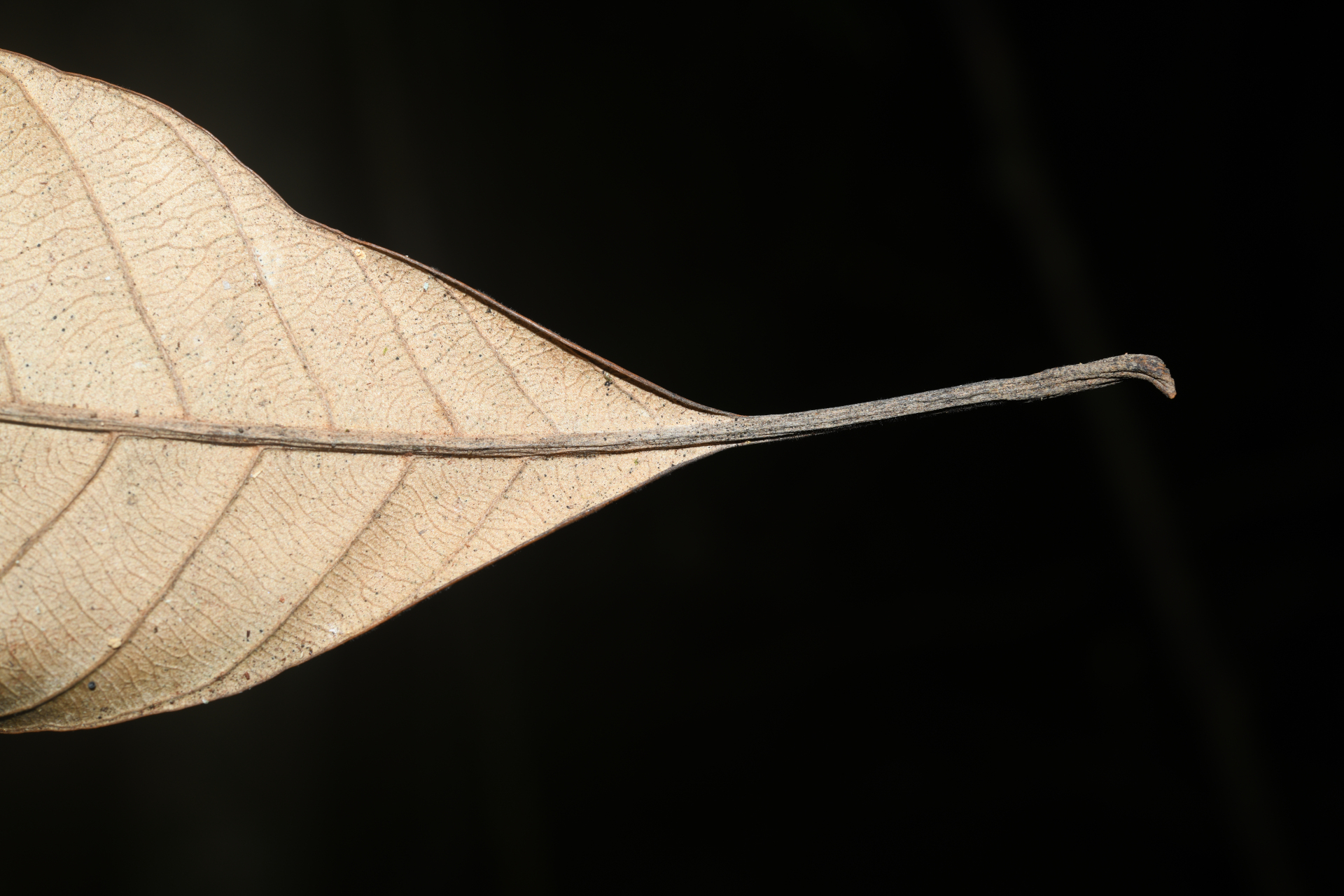 Pouteria filipes Eyma - Photo Bivouac Naturaliste