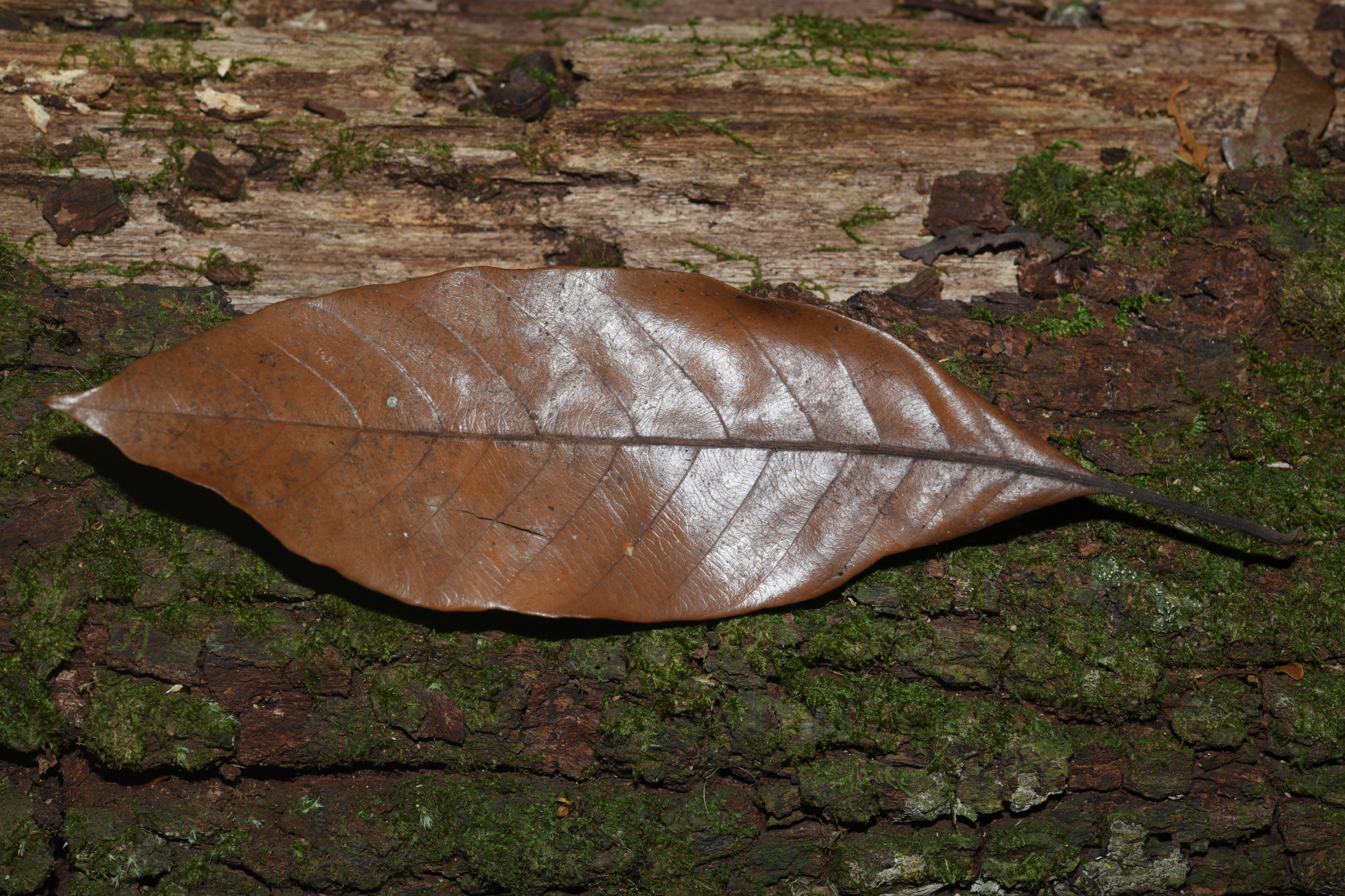 Pouteria filipes Eyma - Photo Bivouac Naturaliste