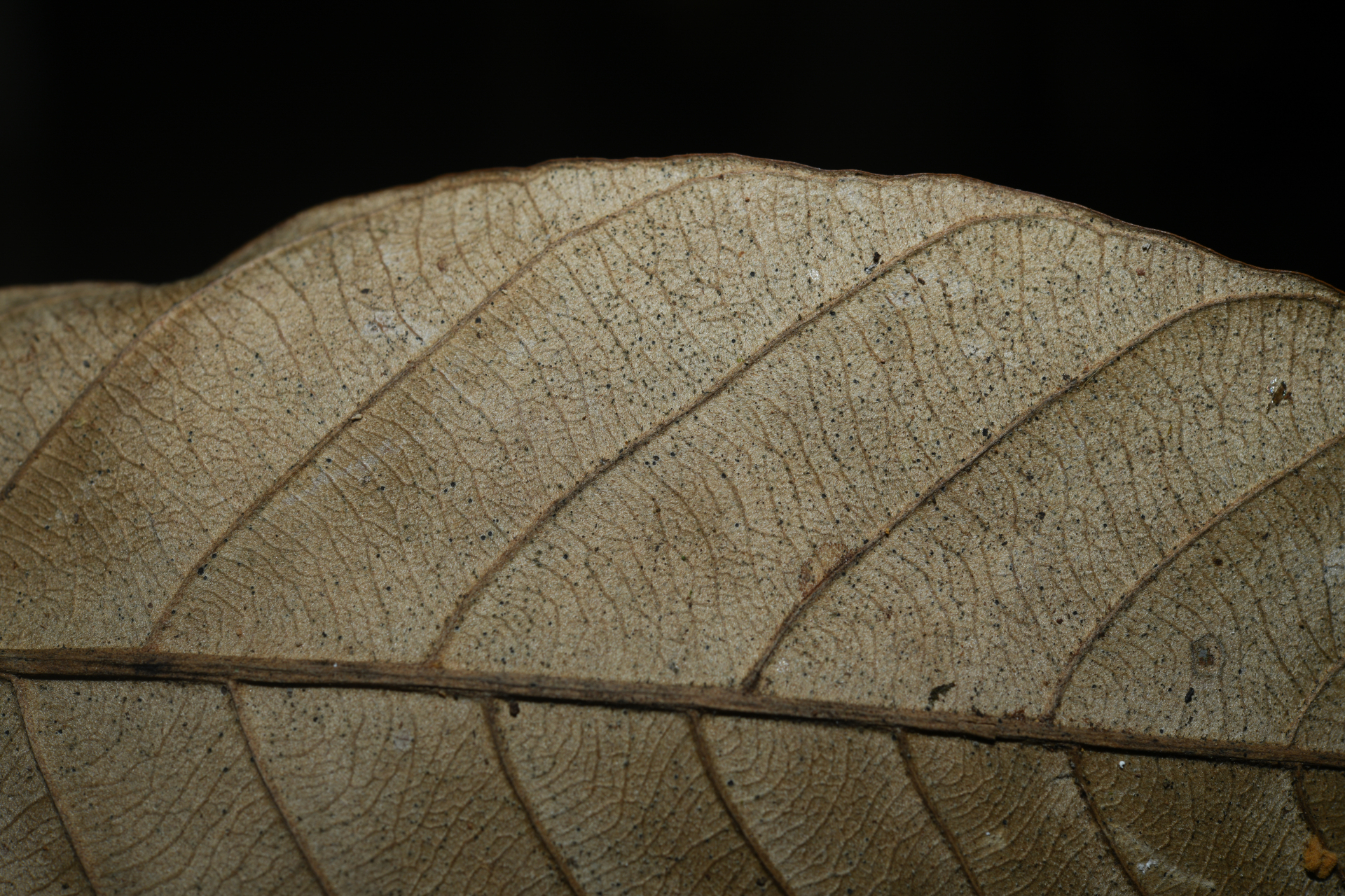 Pouteria filipes Eyma - Photo Bivouac Naturaliste