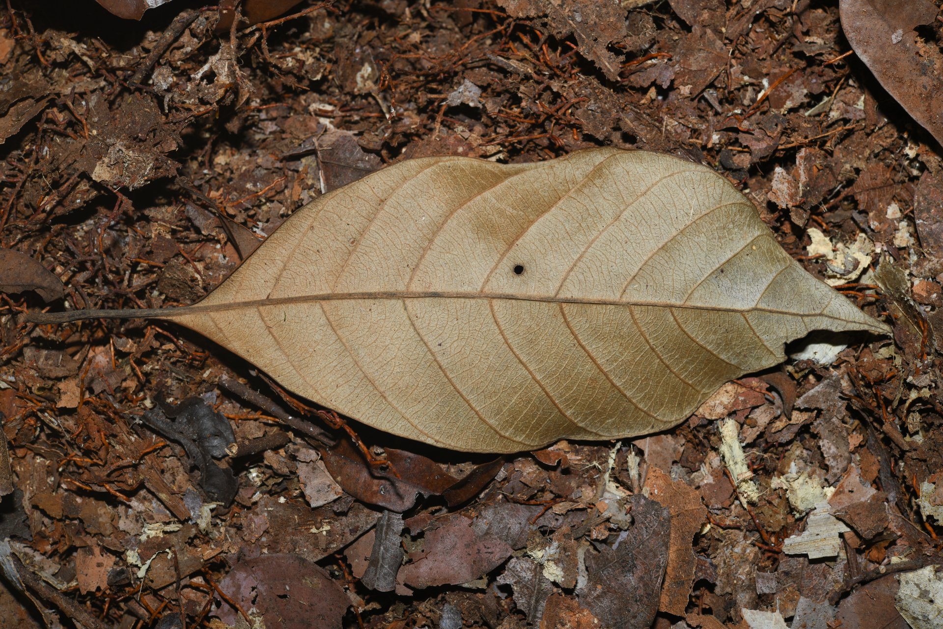 Pouteria filipes Eyma - Photo Bivouac Naturaliste