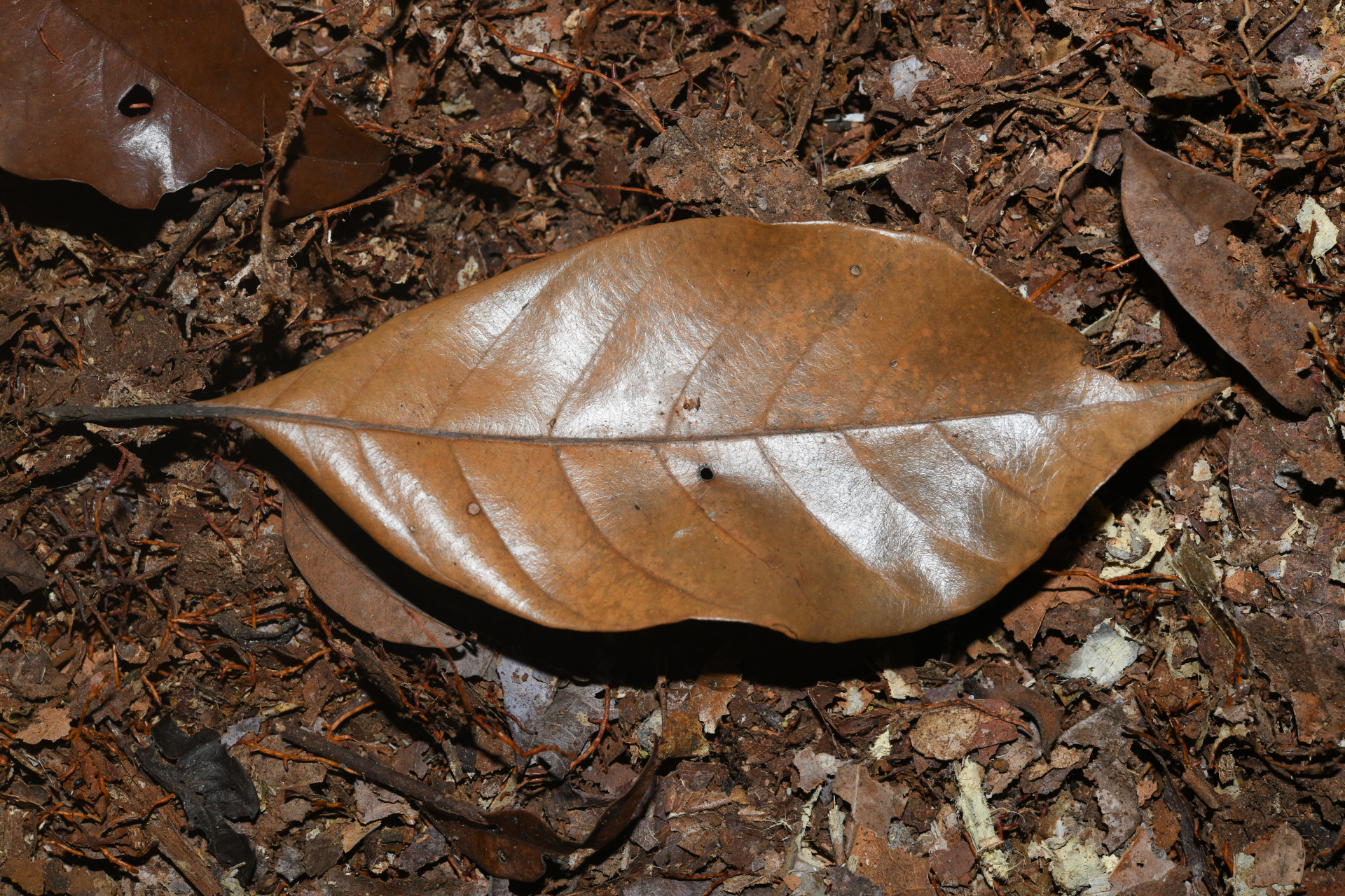 Pouteria filipes Eyma - Photo Bivouac Naturaliste