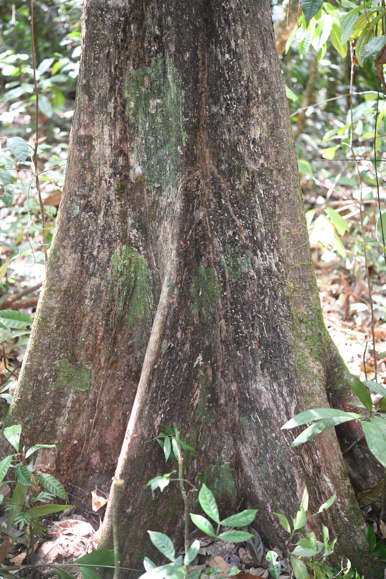 Pouteria filipes Eyma - Photo Bivouac Naturaliste