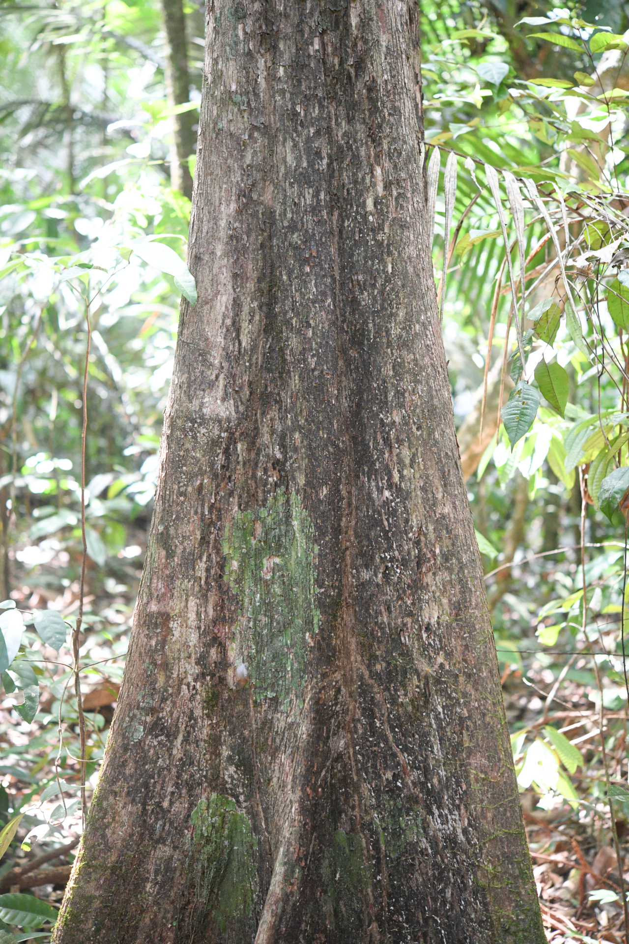 Pouteria filipes Eyma - Photo Bivouac Naturaliste