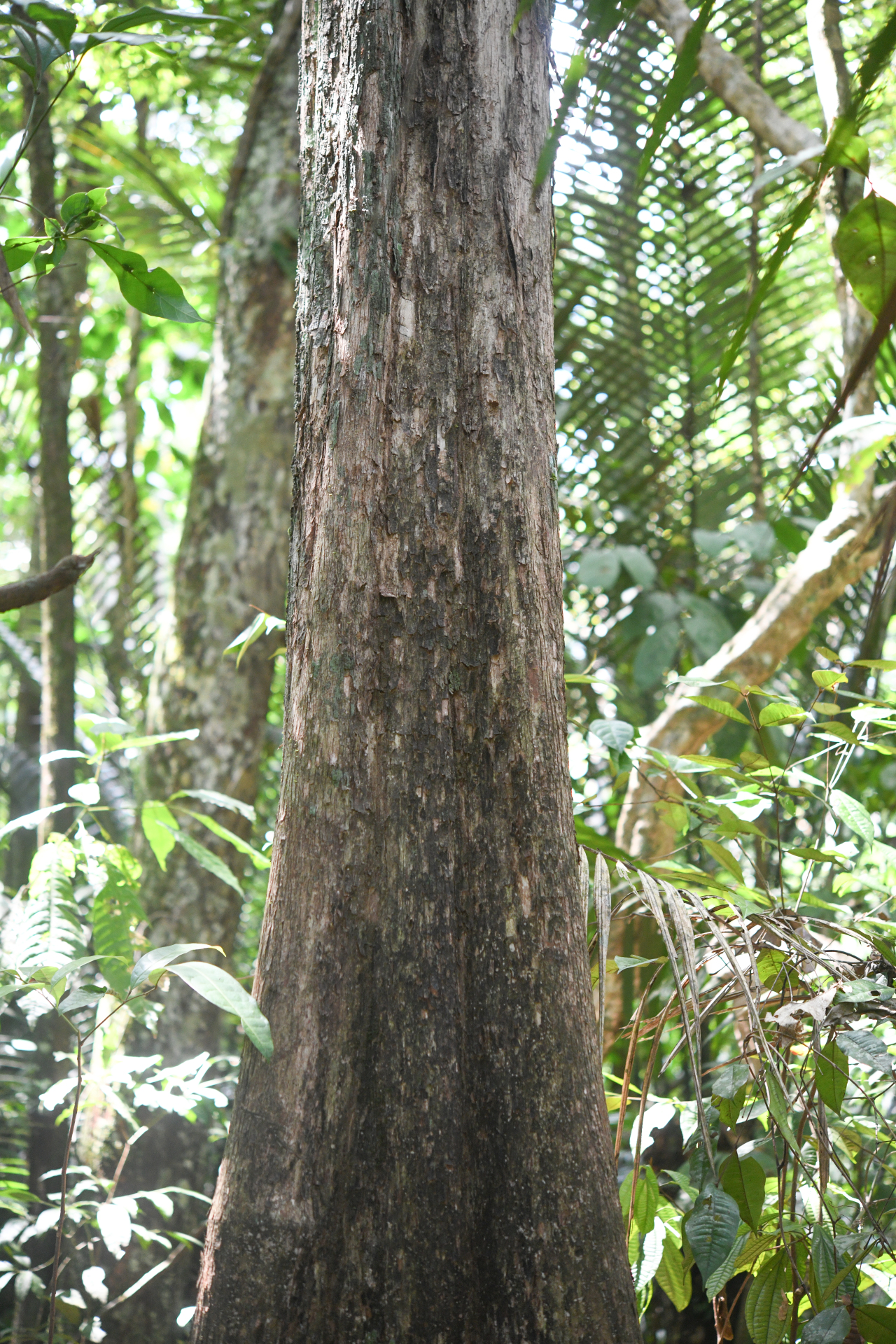 Pouteria filipes Eyma - Photo Bivouac Naturaliste
