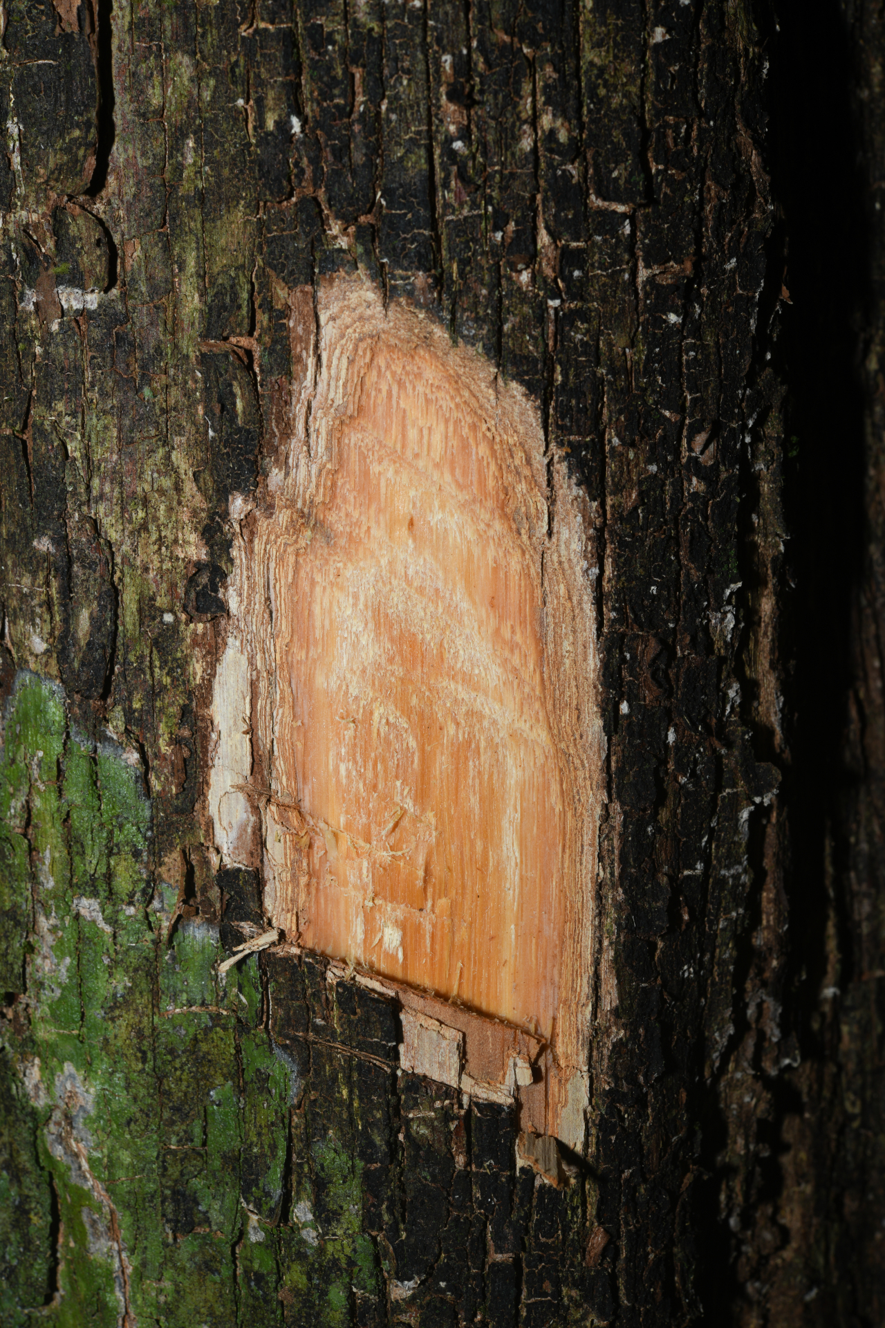 Pouteria filipes Eyma - Photo Bivouac Naturaliste