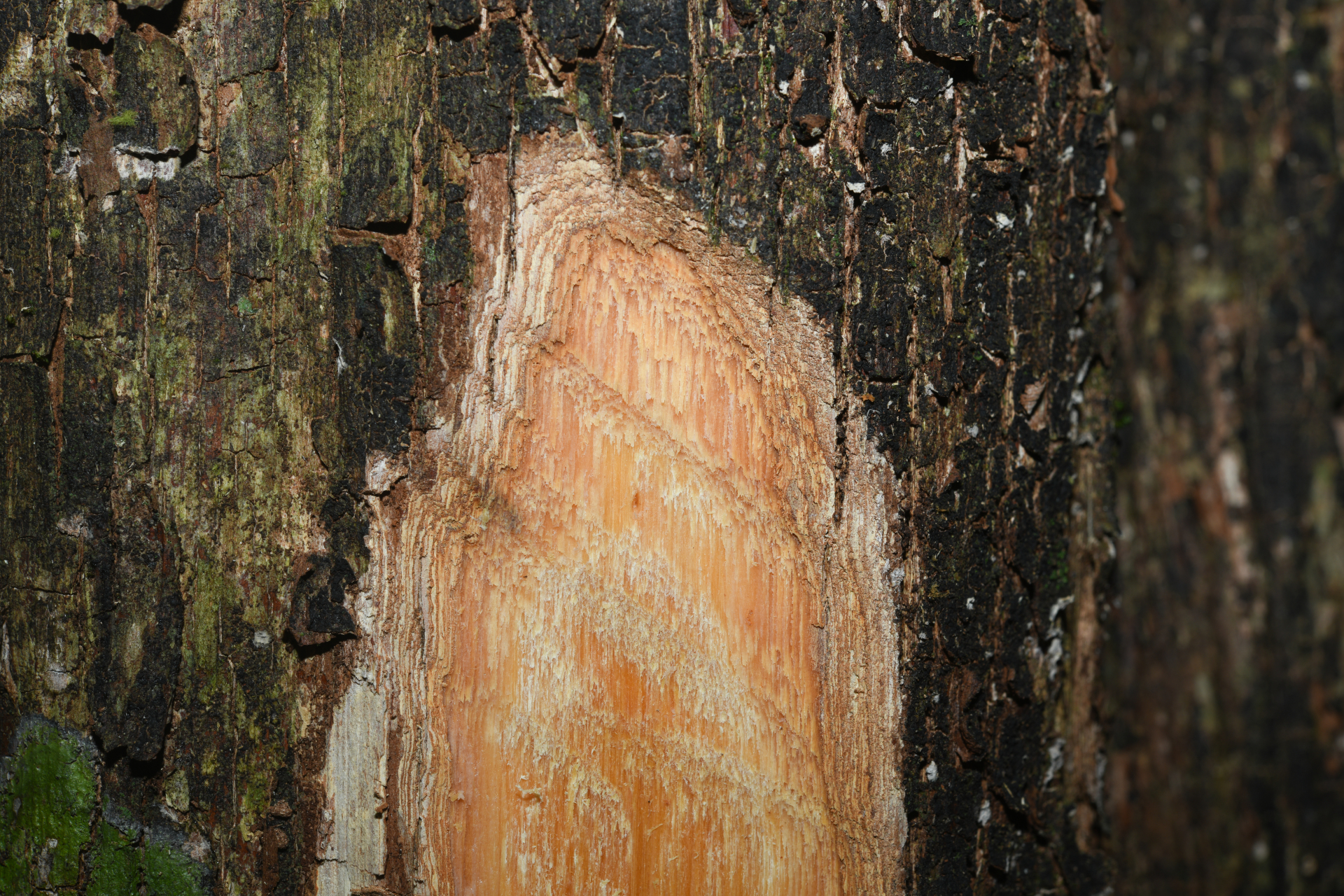 Pouteria filipes Eyma - Photo Bivouac Naturaliste