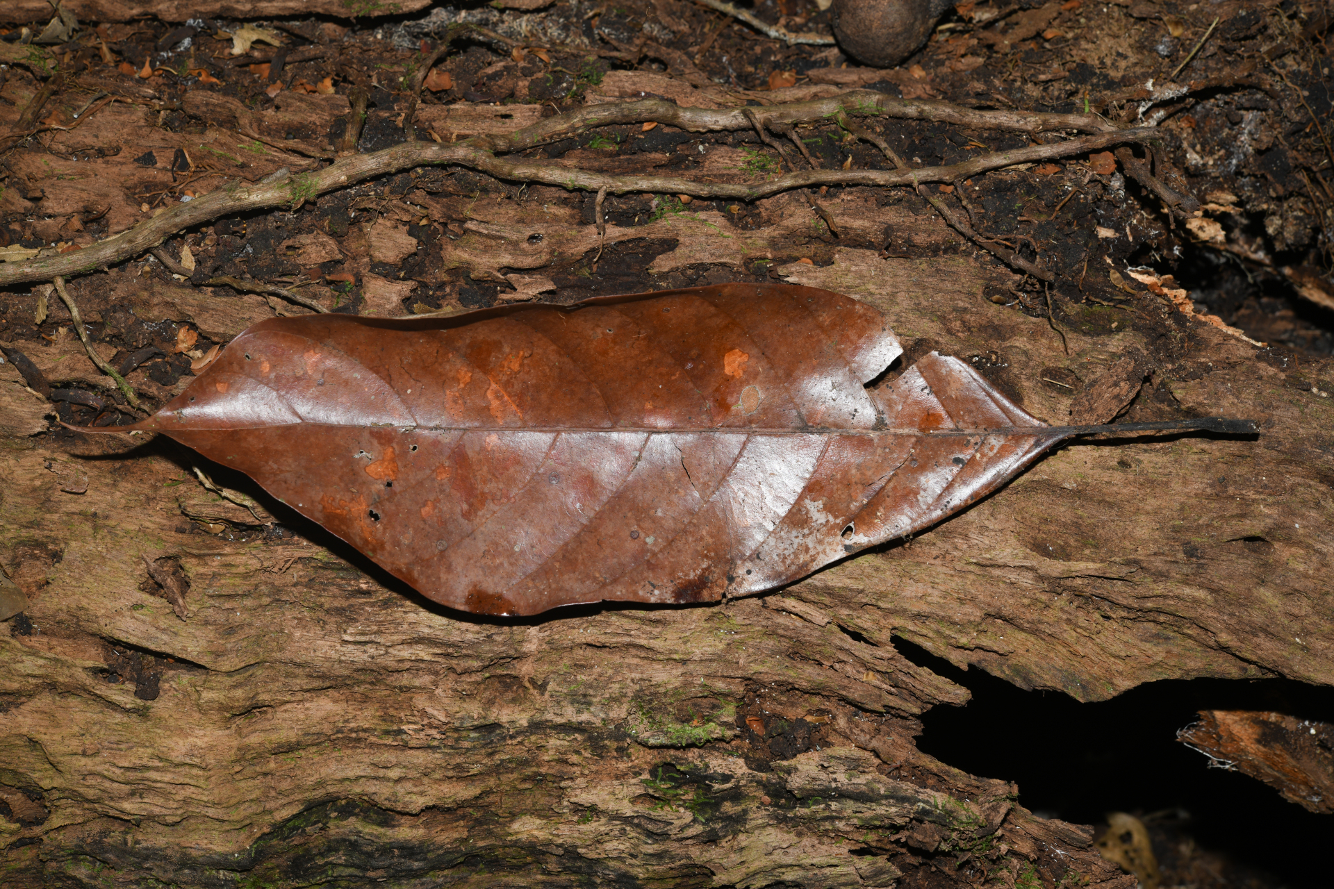 Pouteria filipes Eyma - Photo Bivouac Naturaliste