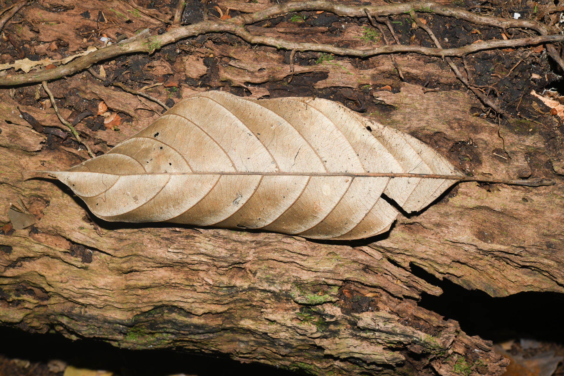 Pouteria filipes Eyma - Photo Bivouac Naturaliste