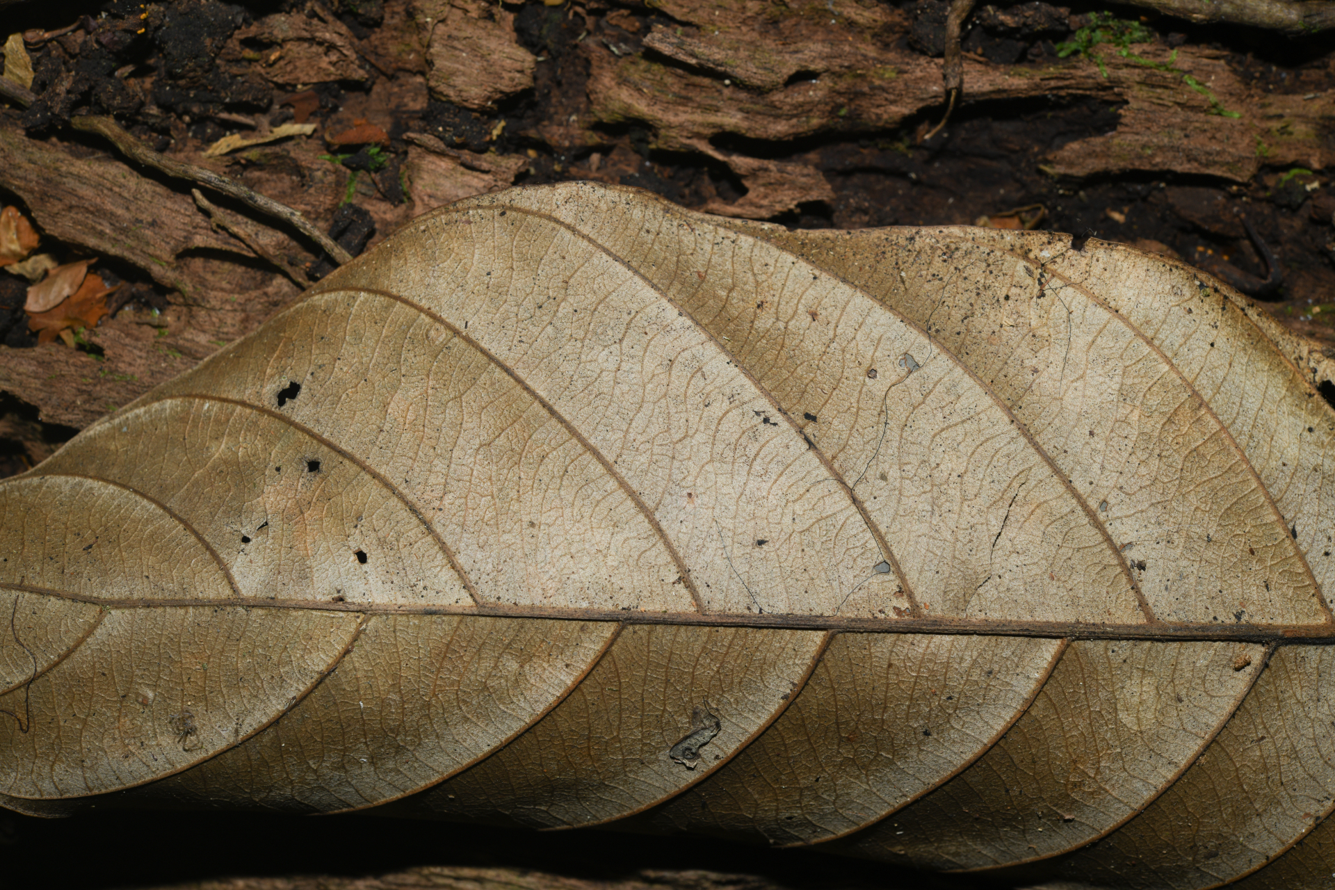 Pouteria filipes Eyma - Photo Bivouac Naturaliste