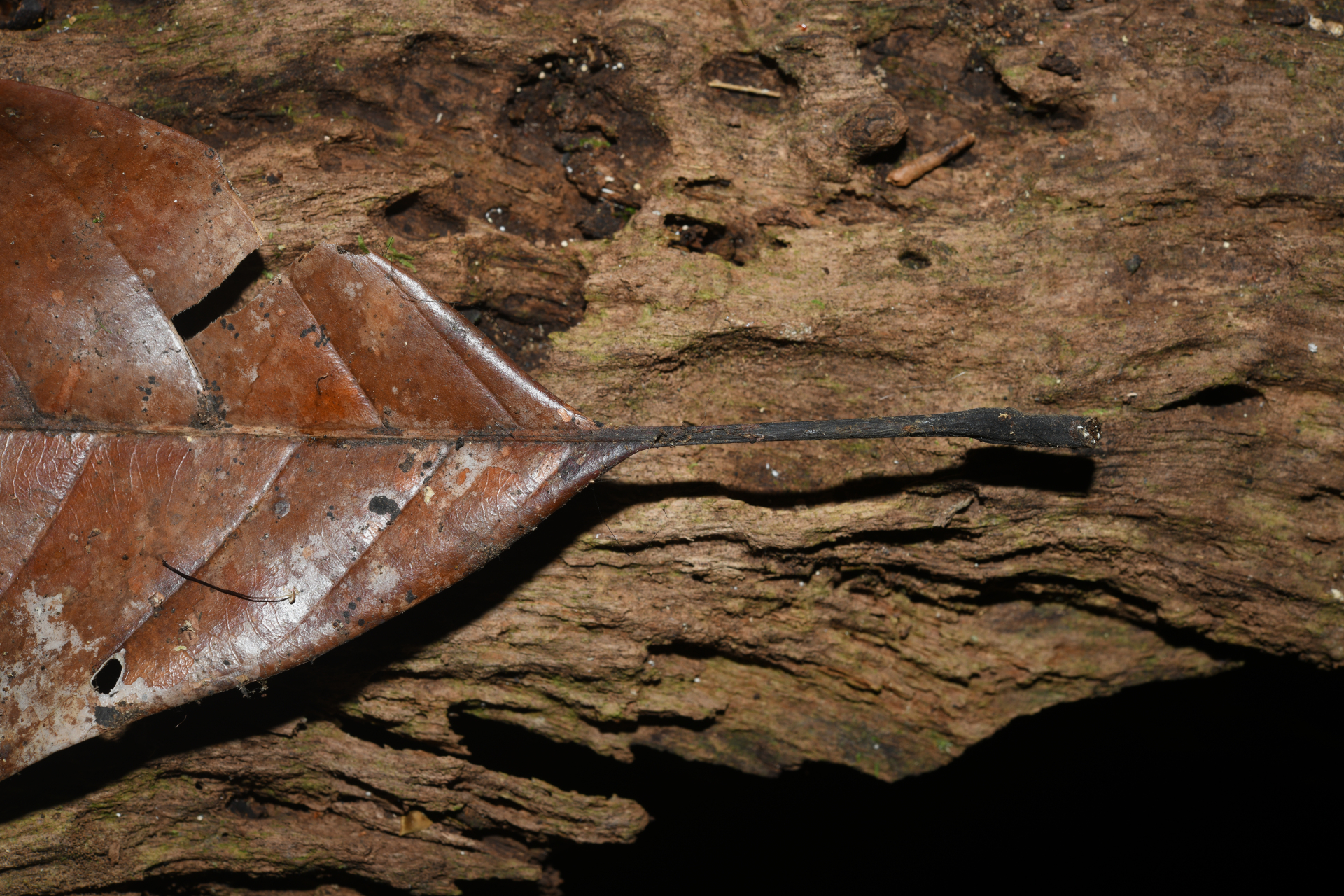 Pouteria filipes Eyma - Photo Bivouac Naturaliste