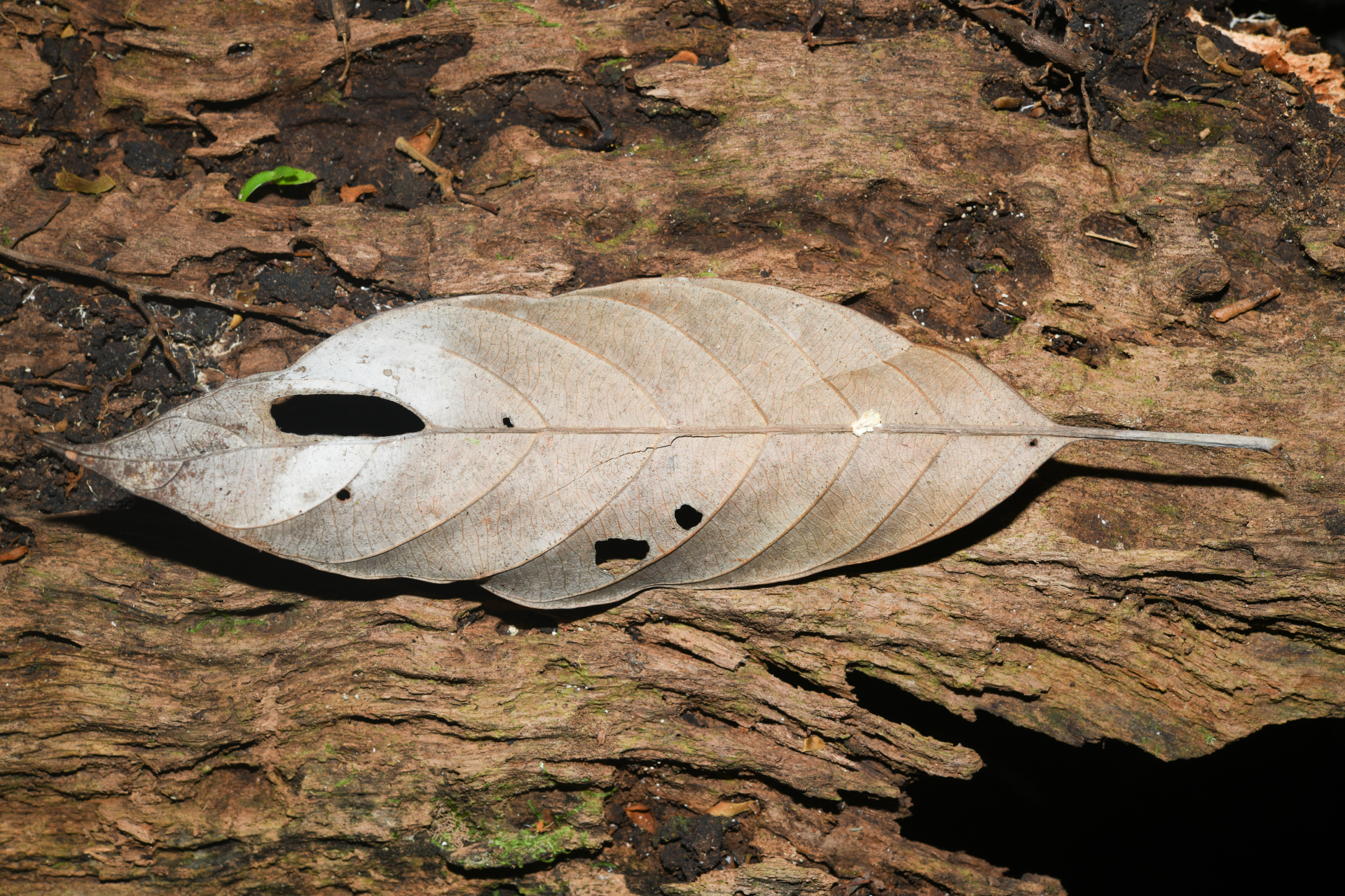 Pouteria filipes Eyma - Photo Bivouac Naturaliste