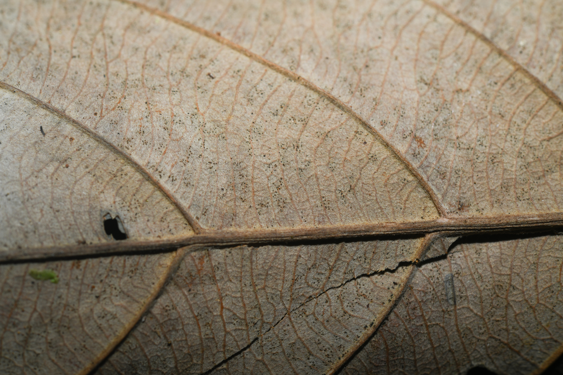 Pouteria filipes Eyma - Photo Bivouac Naturaliste