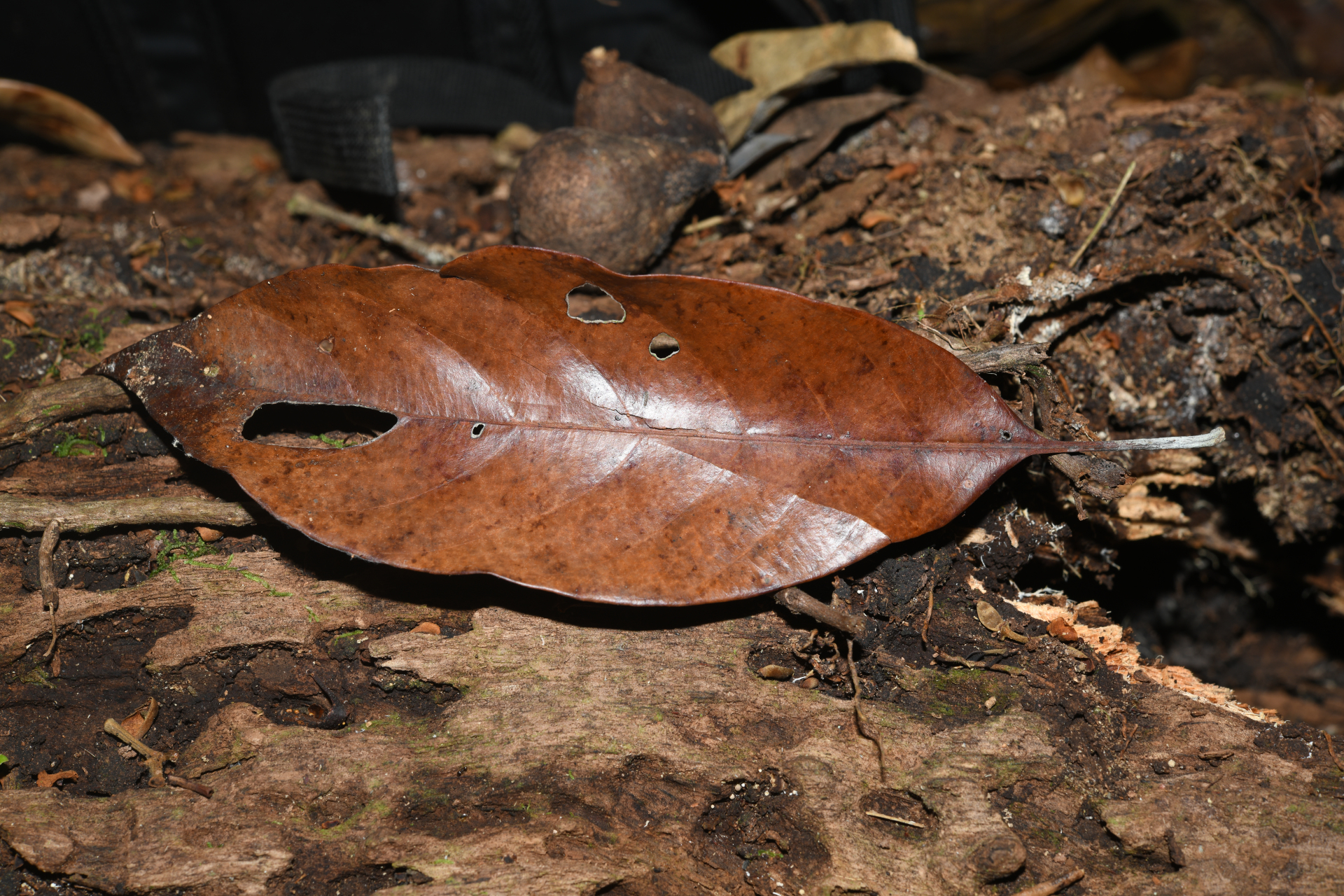 Pouteria filipes Eyma - Photo Bivouac Naturaliste
