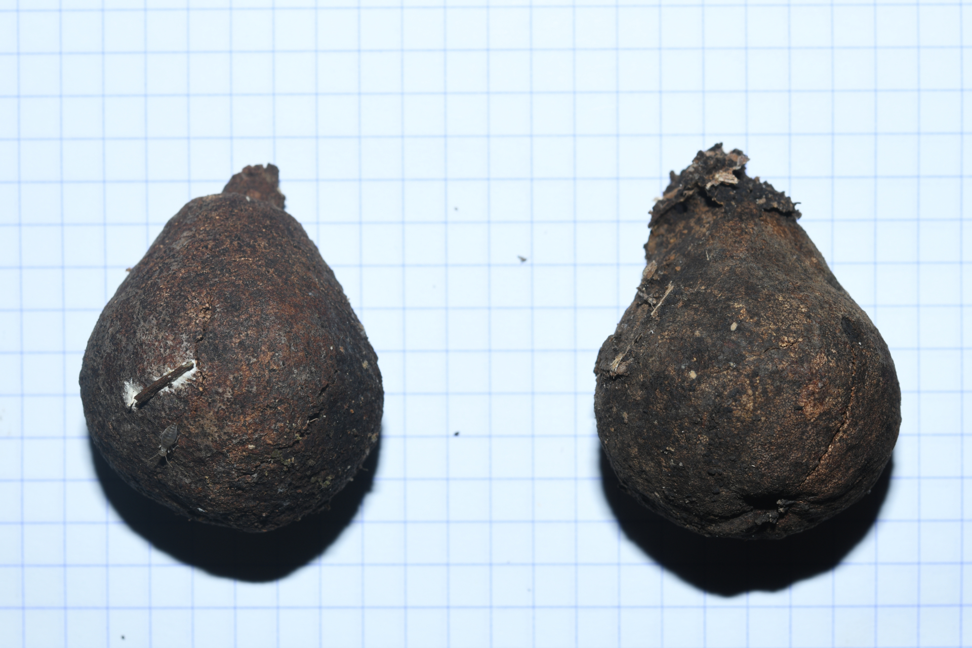 Pouteria filipes Eyma - Photo Bivouac Naturaliste