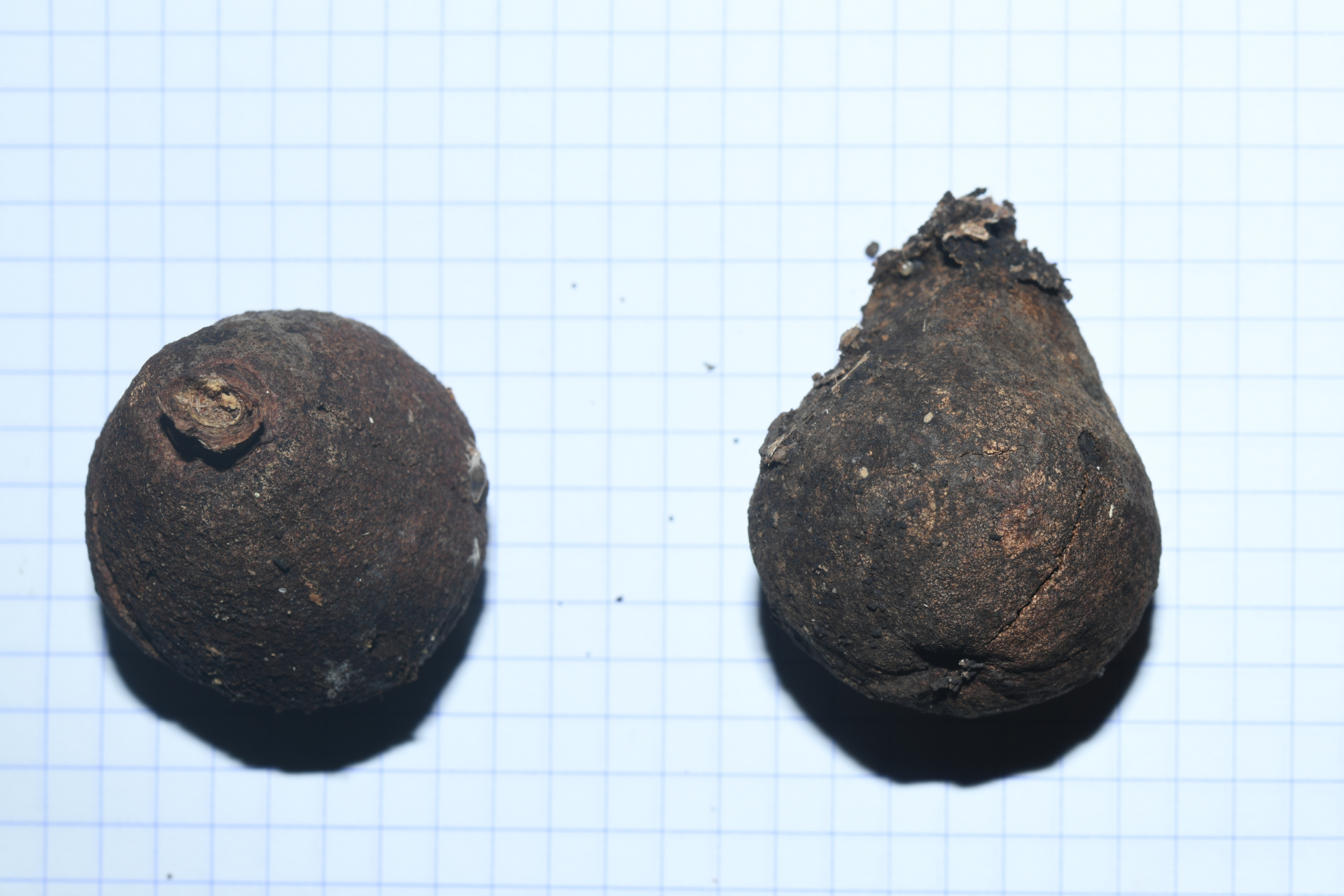 Pouteria filipes Eyma - Photo Bivouac Naturaliste