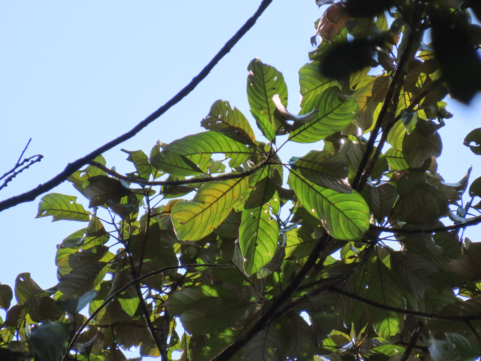 Pouteria filipes Eyma - Photo Bivouac Naturaliste