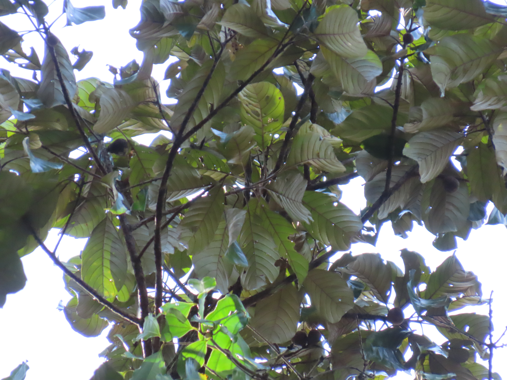 Pouteria filipes Eyma - Photo Bivouac Naturaliste