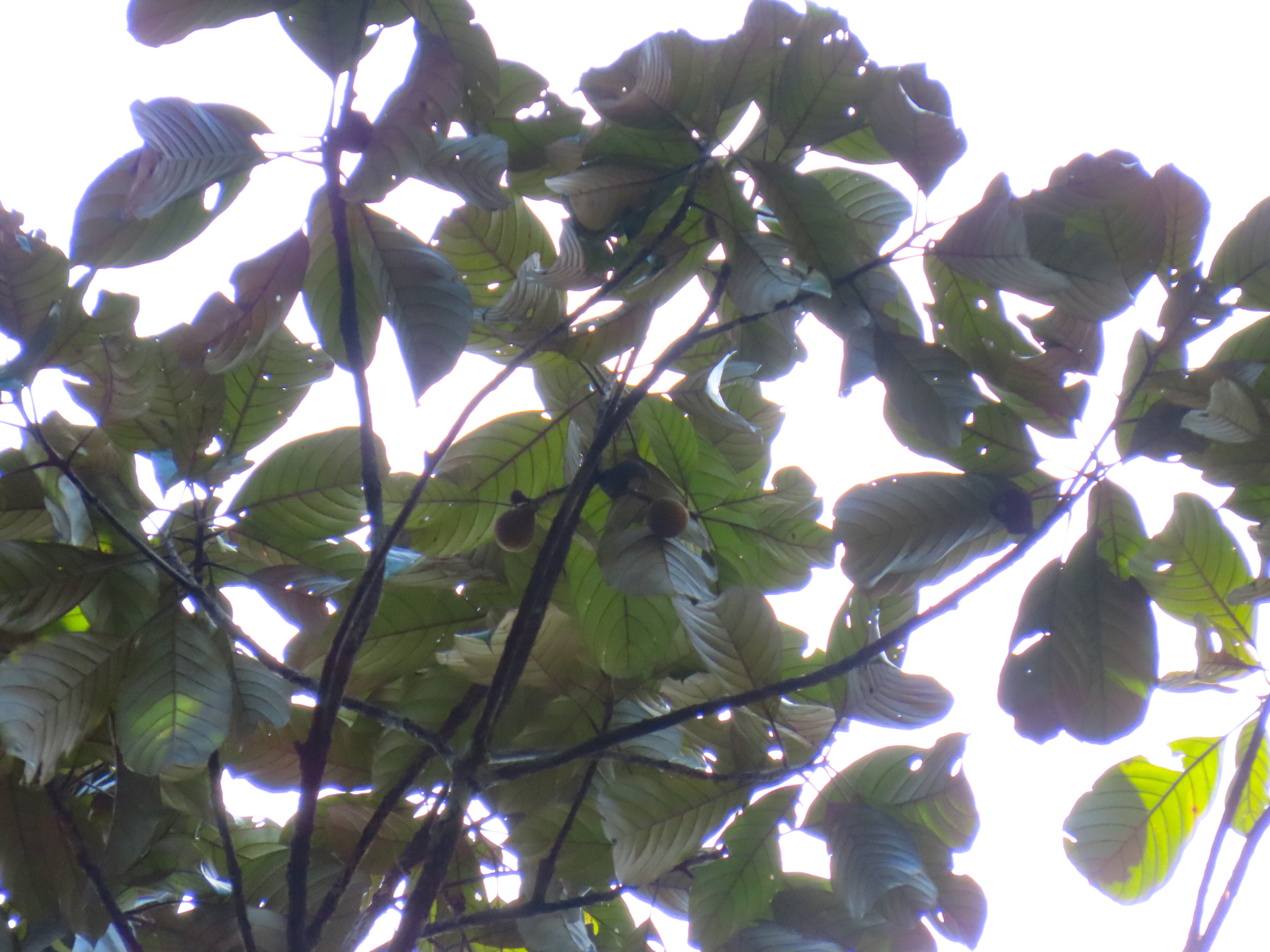 Pouteria filipes Eyma - Photo Bivouac Naturaliste