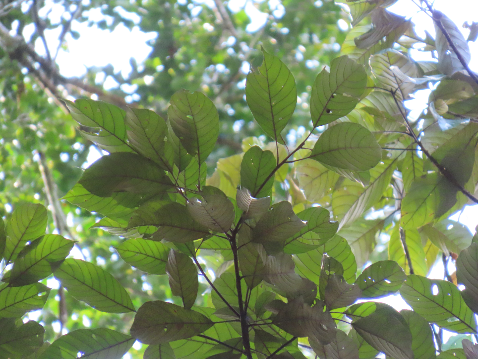 Pouteria filipes Eyma - Photo Bivouac Naturaliste