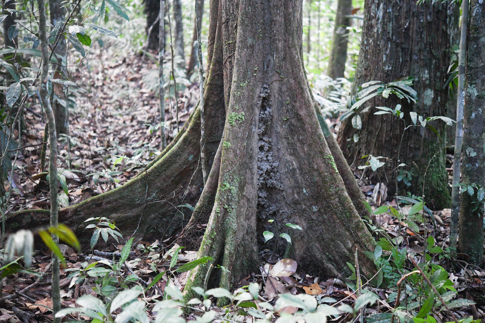 Pouteria filipes Eyma - Photo Bivouac Naturaliste