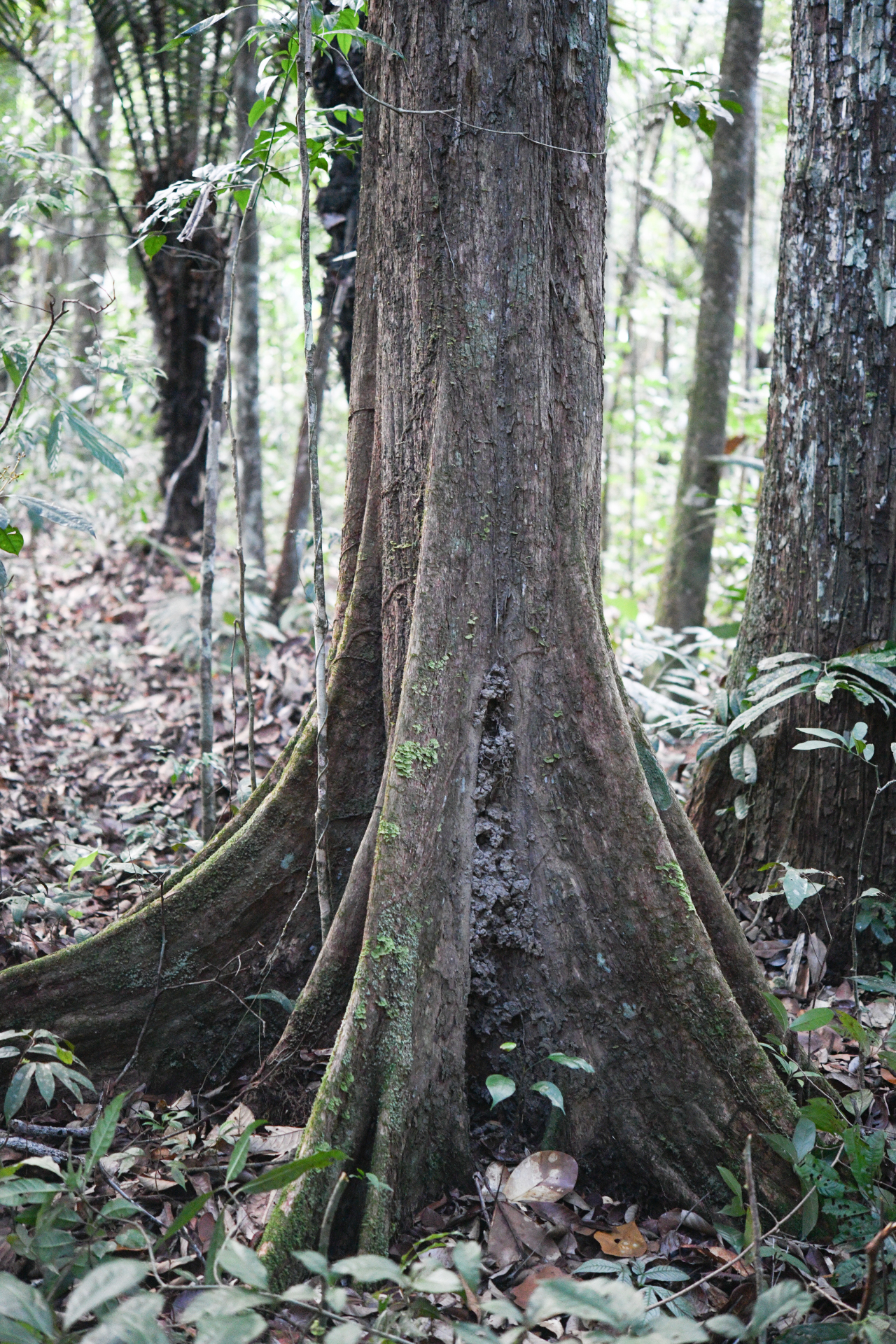 Pouteria filipes Eyma - Photo Bivouac Naturaliste