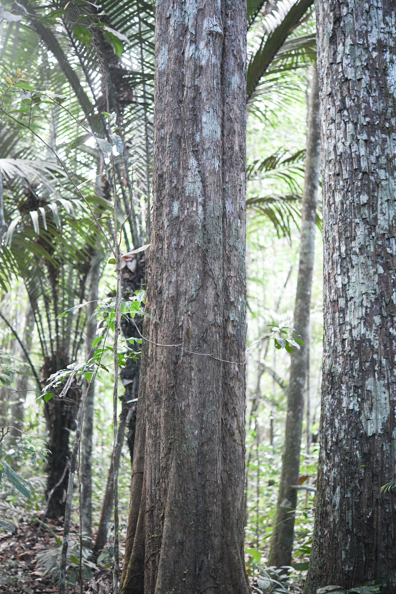 Pouteria filipes Eyma - Photo Bivouac Naturaliste
