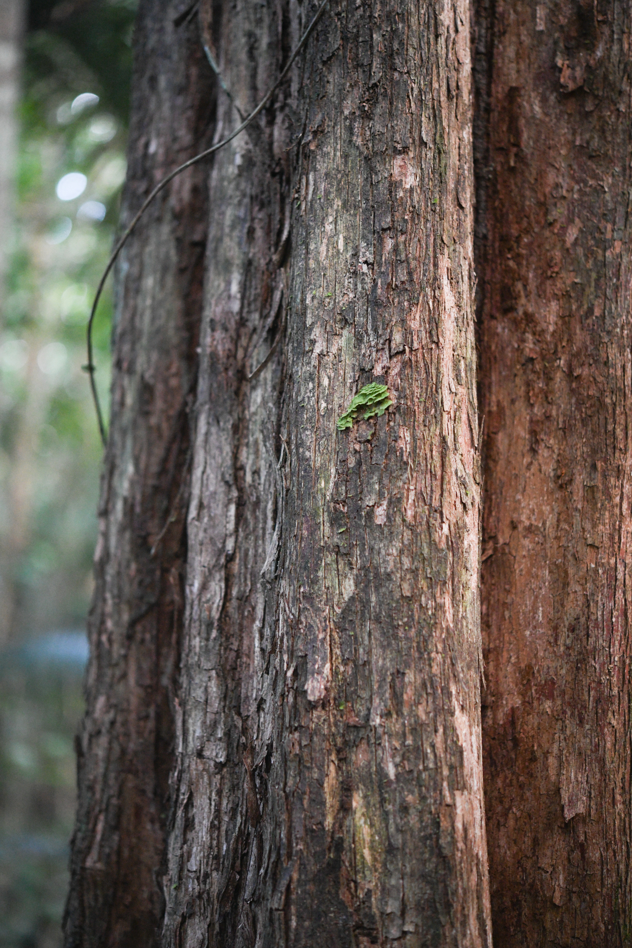 Pouteria filipes Eyma - Photo Bivouac Naturaliste