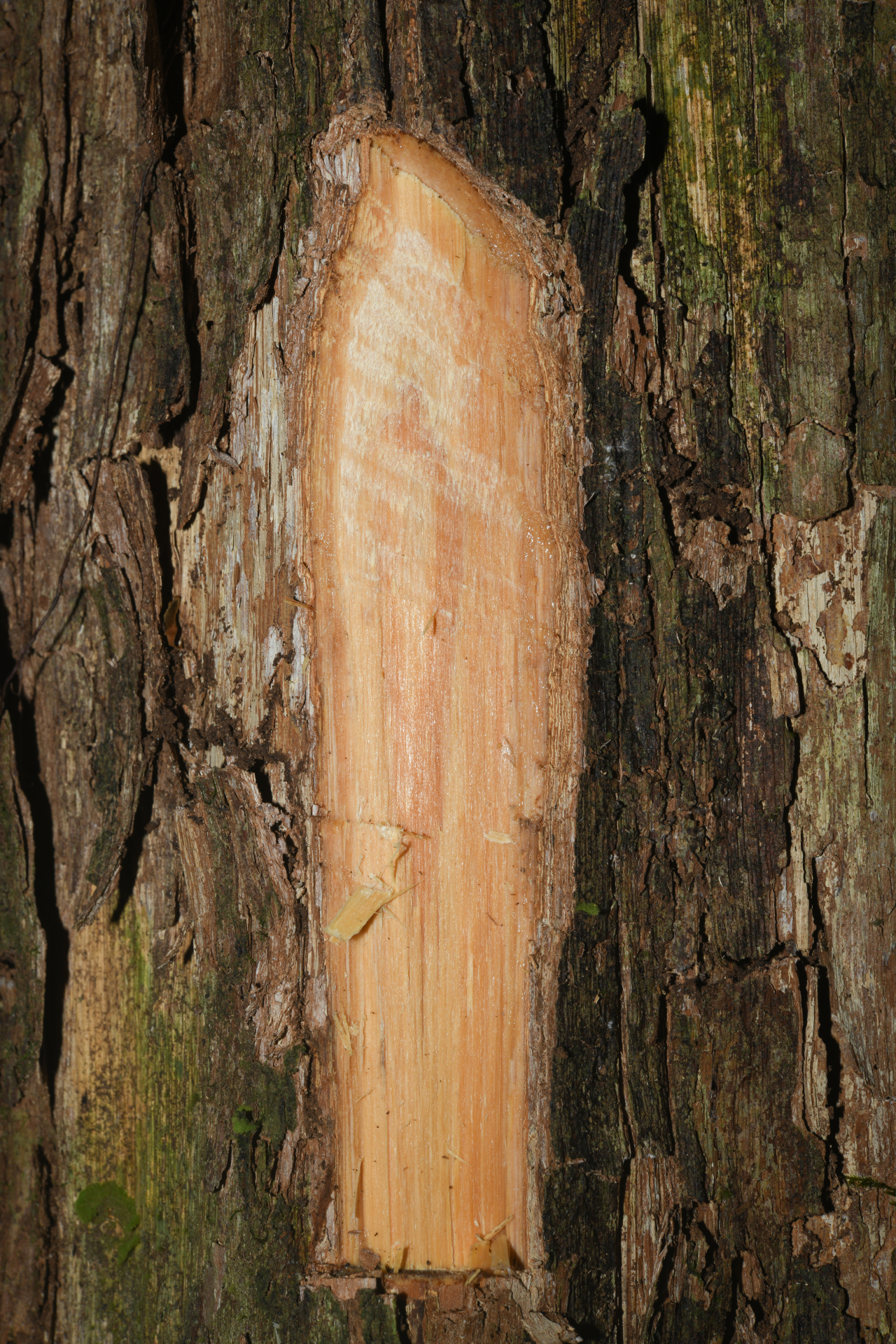 Pouteria filipes Eyma - Photo Bivouac Naturaliste