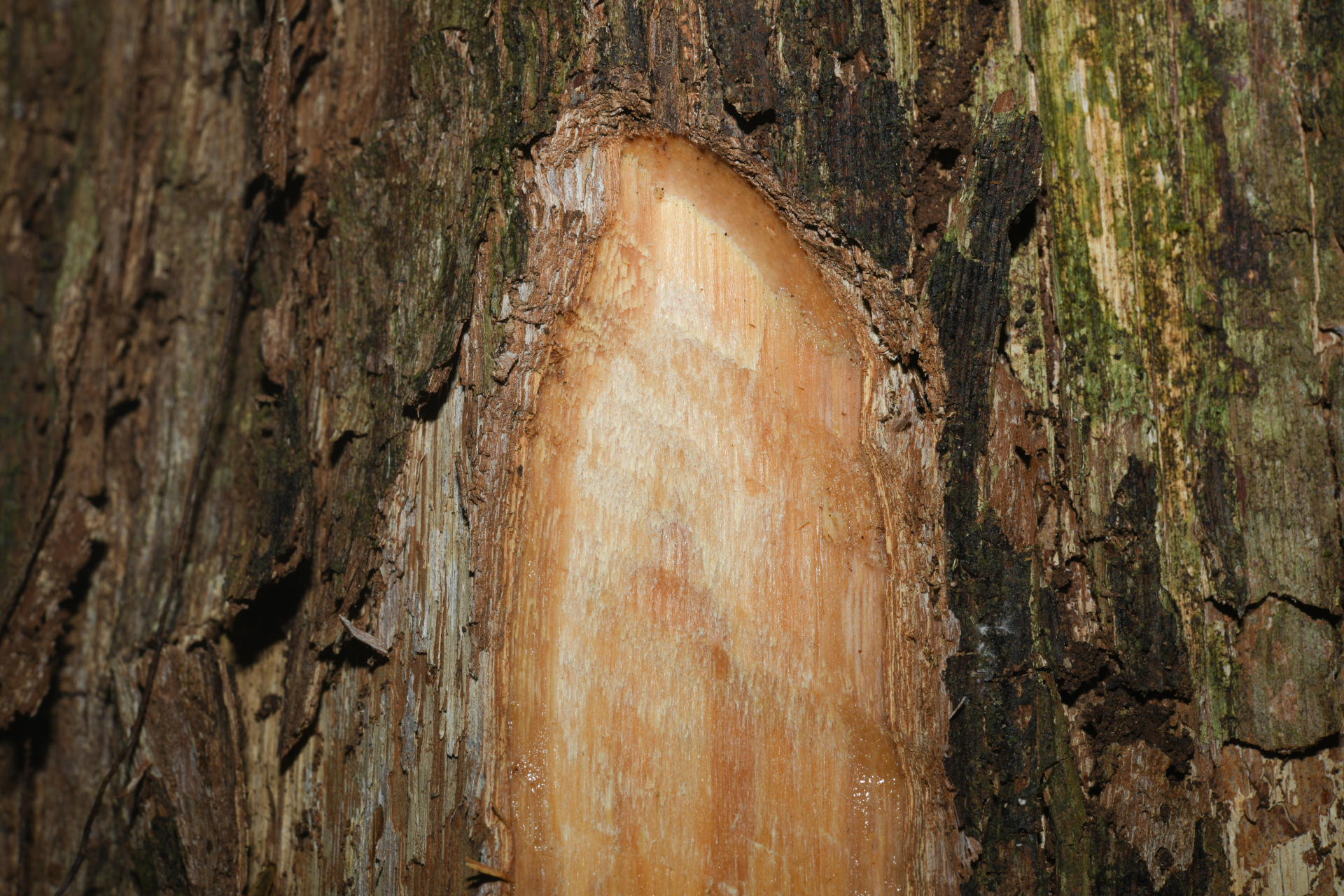 Pouteria filipes Eyma - Photo Bivouac Naturaliste