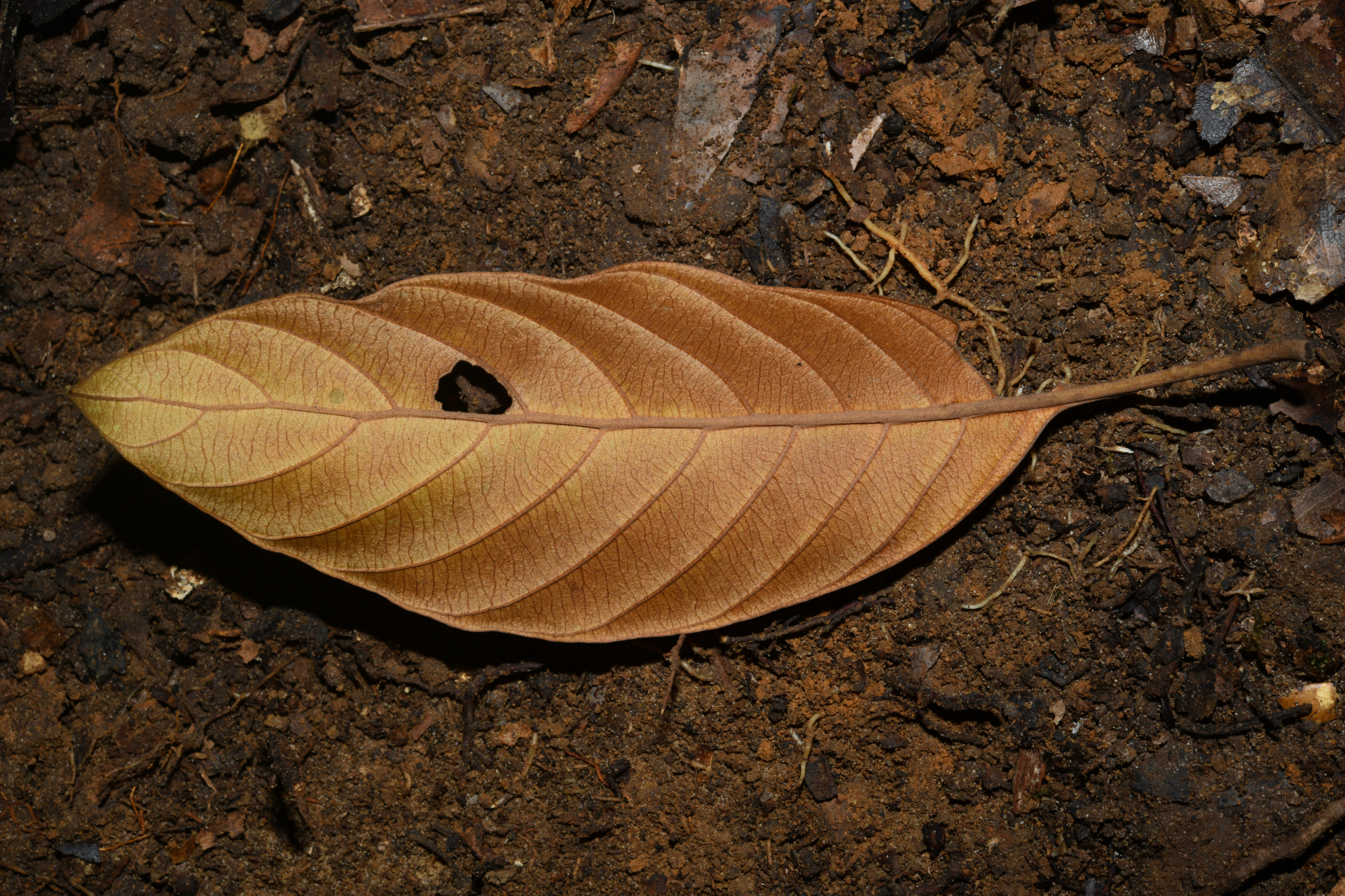 Pouteria filipes Eyma - Photo Bivouac Naturaliste