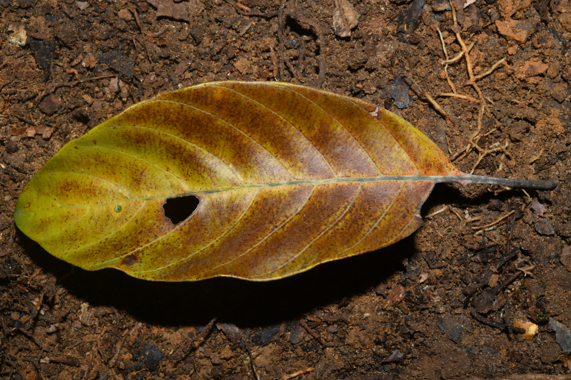 Pouteria filipes Eyma - Photo Bivouac Naturaliste