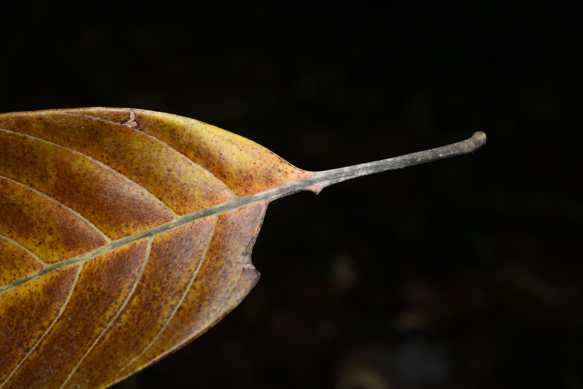 Pouteria filipes Eyma - Photo Bivouac Naturaliste