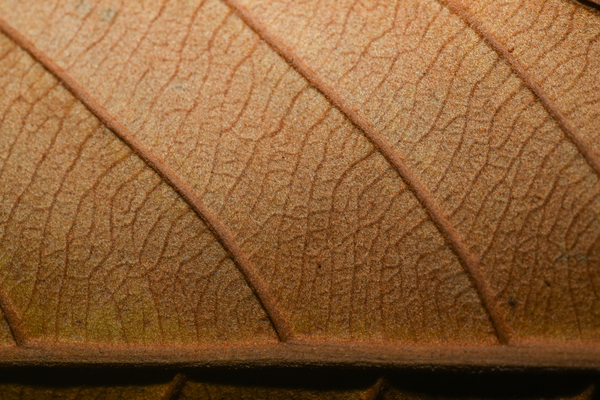 Pouteria filipes Eyma - Photo Bivouac Naturaliste