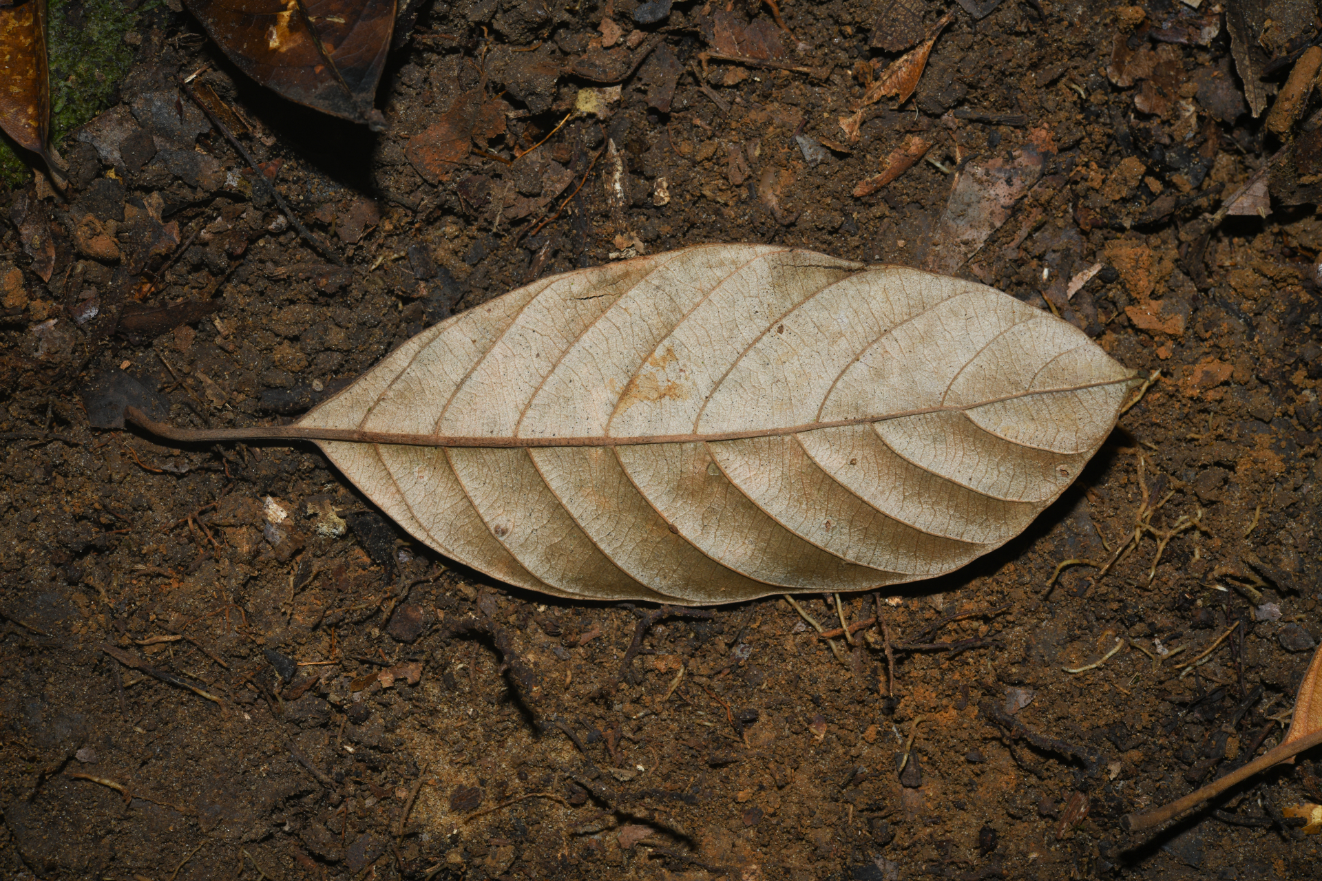 Pouteria filipes Eyma - Photo Bivouac Naturaliste