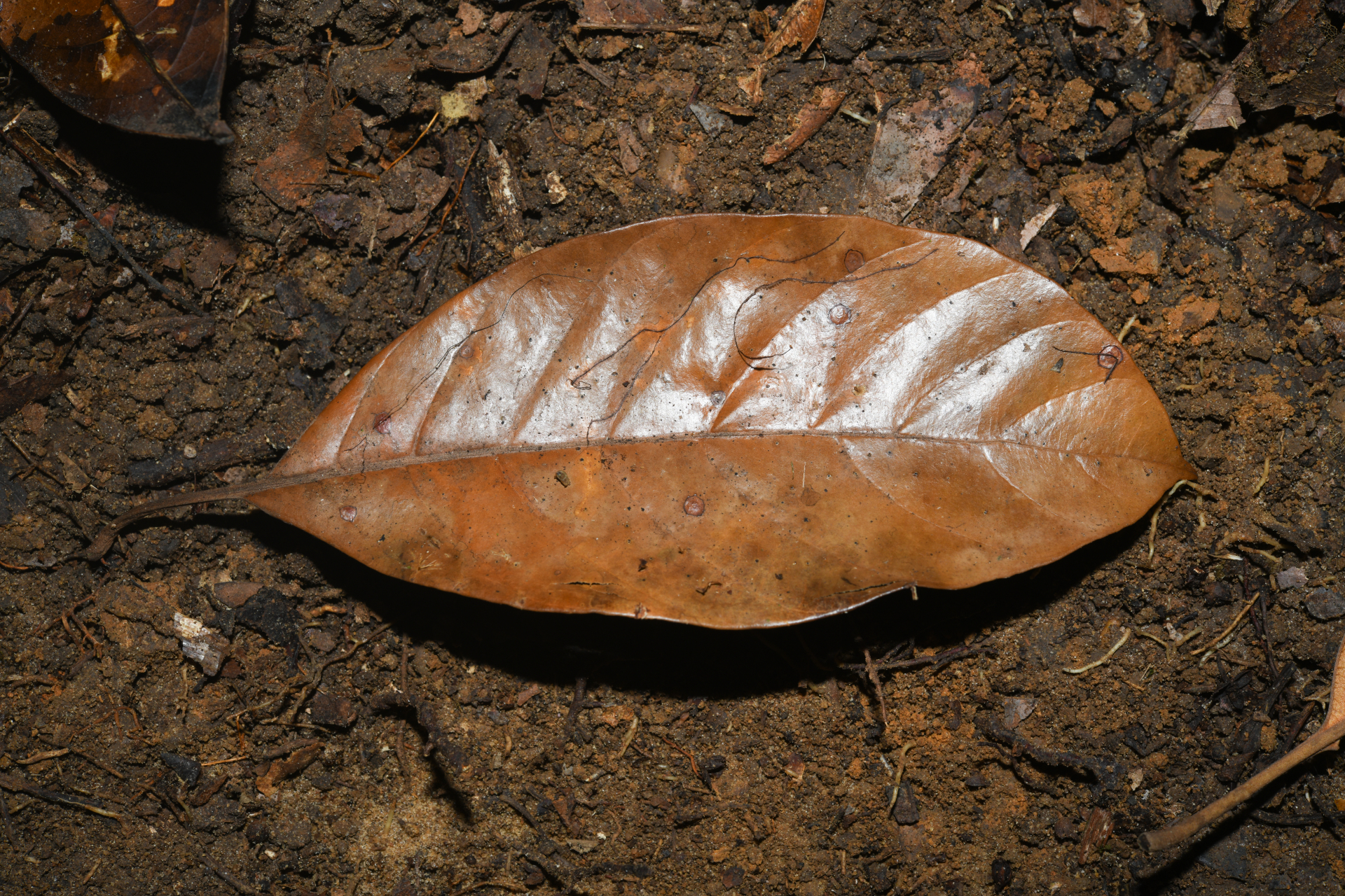 Pouteria filipes Eyma - Photo Bivouac Naturaliste