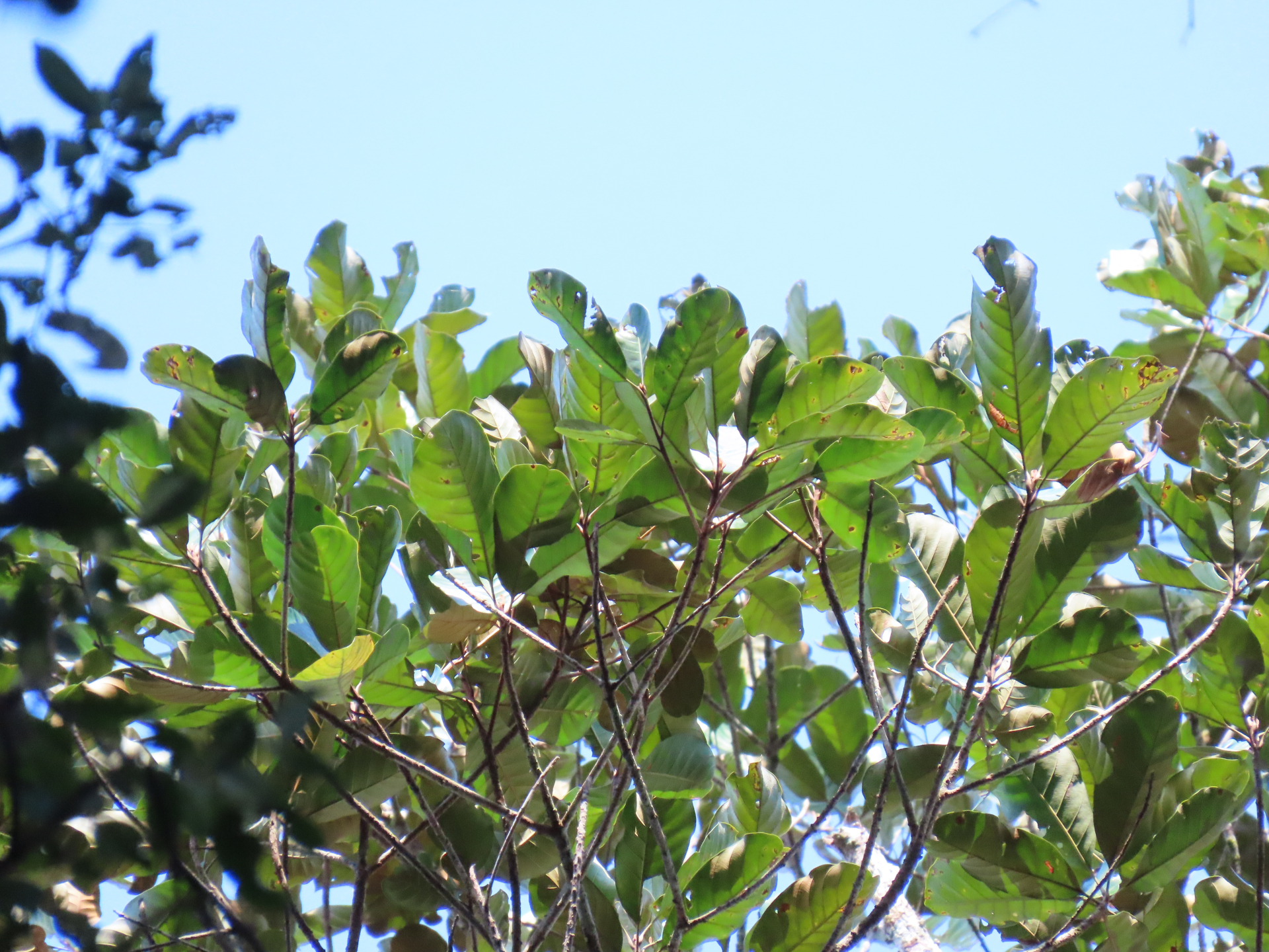 Pouteria filipes Eyma - Photo Bivouac Naturaliste