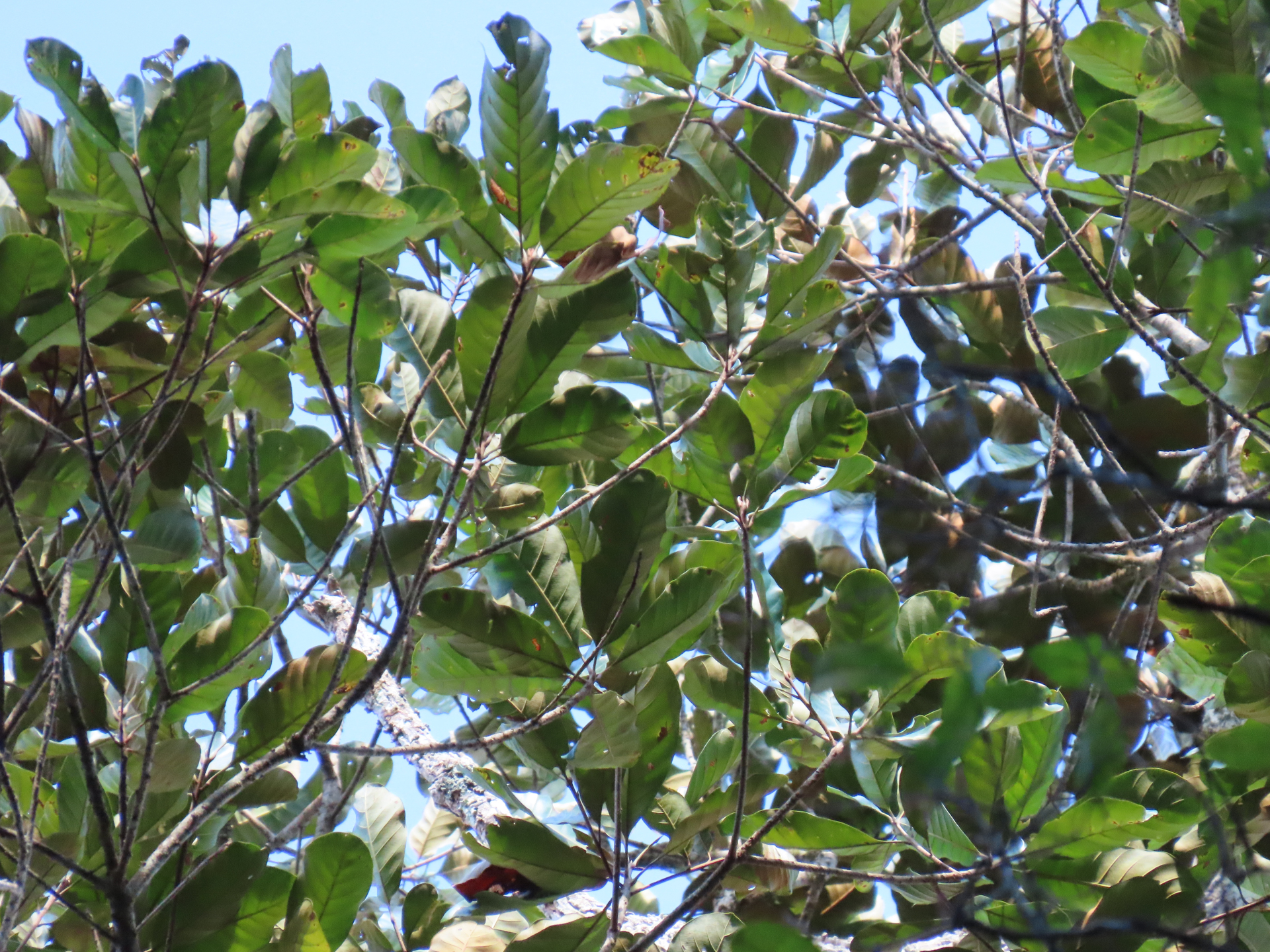Pouteria filipes Eyma - Photo Bivouac Naturaliste