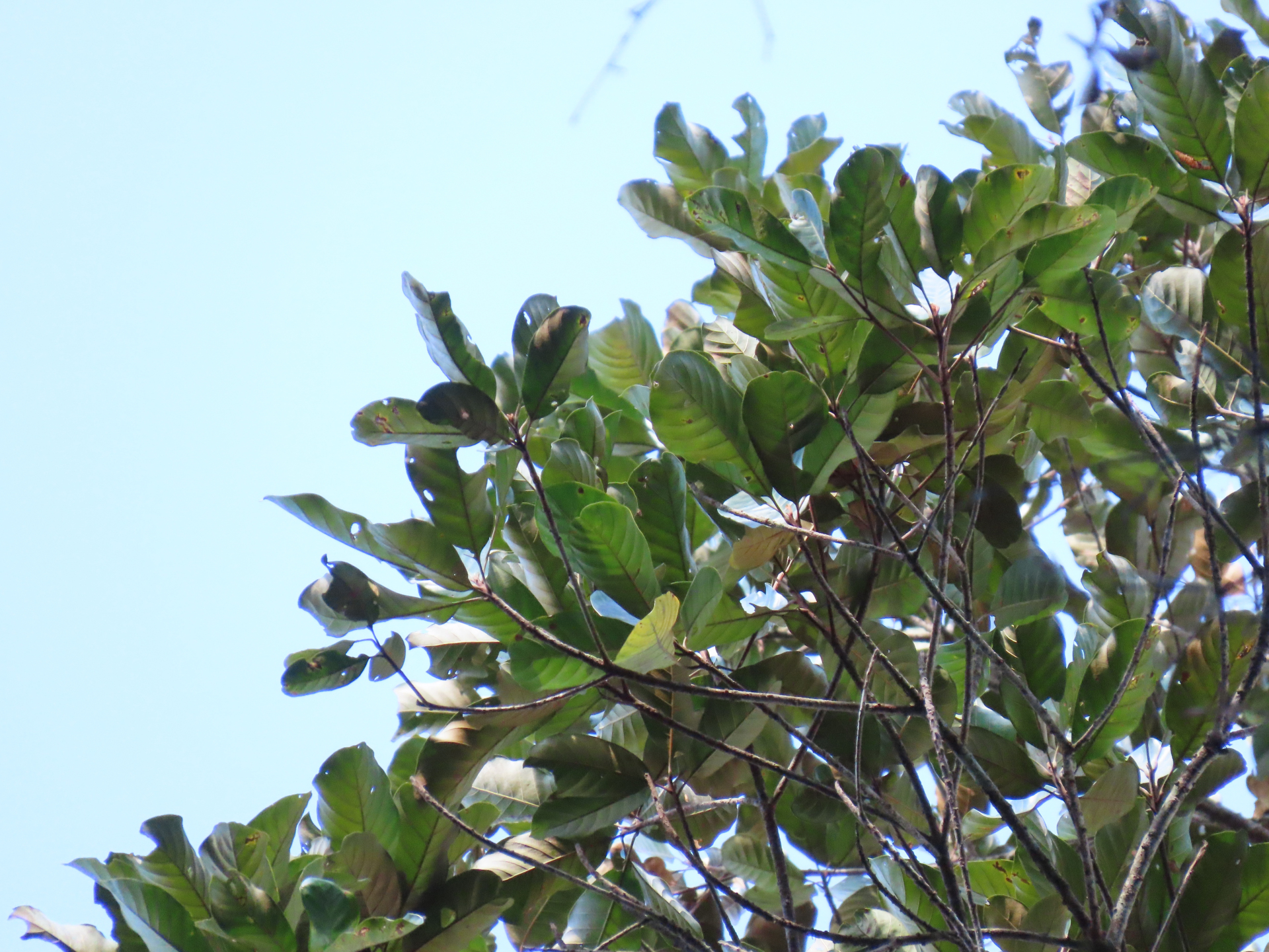 Pouteria filipes Eyma - Photo Bivouac Naturaliste