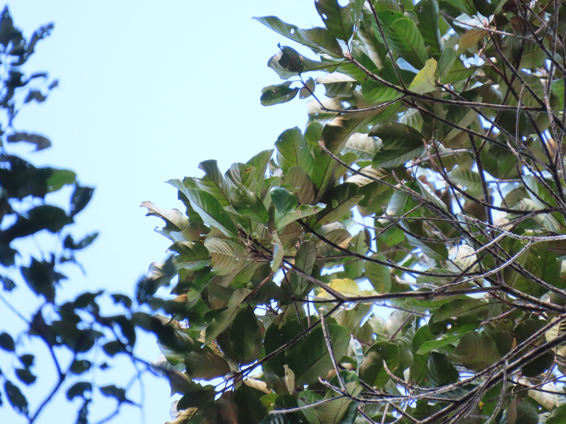 Pouteria filipes Eyma - Photo Bivouac Naturaliste
