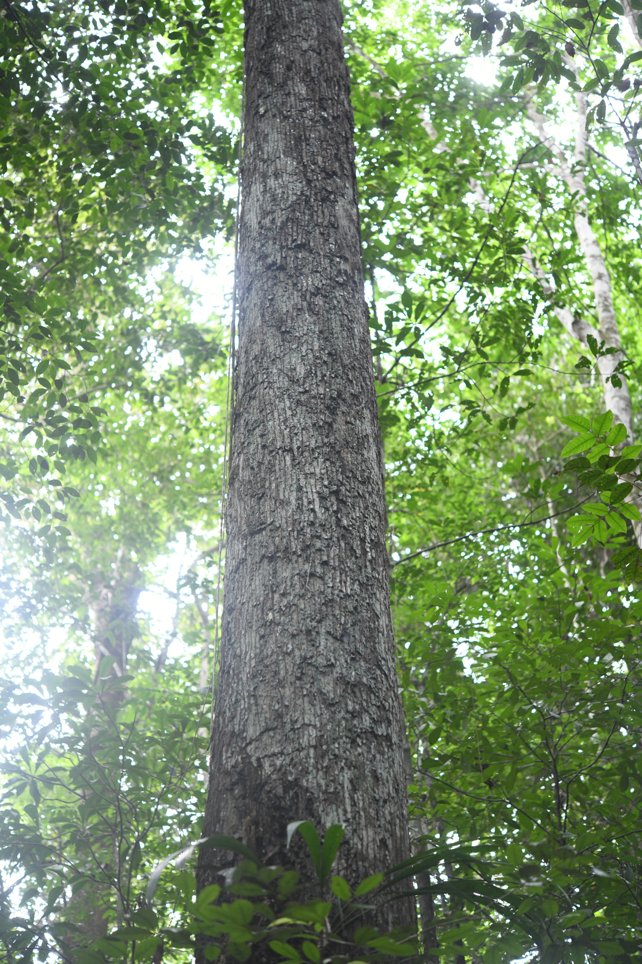 Prieurella prieurii (A.DC.) Aubrév. - Photo Bivouac Naturaliste
