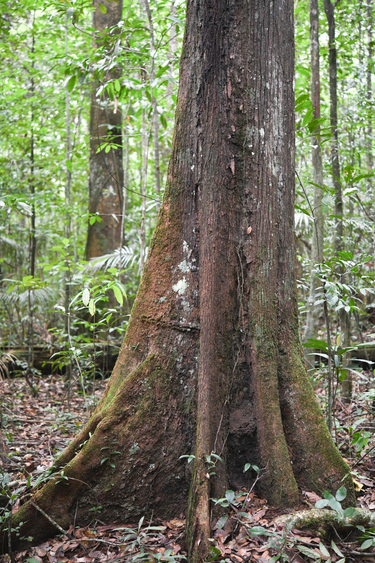 Prieurella prieurii (A.DC.) Aubrév. - Photo Bivouac Naturaliste