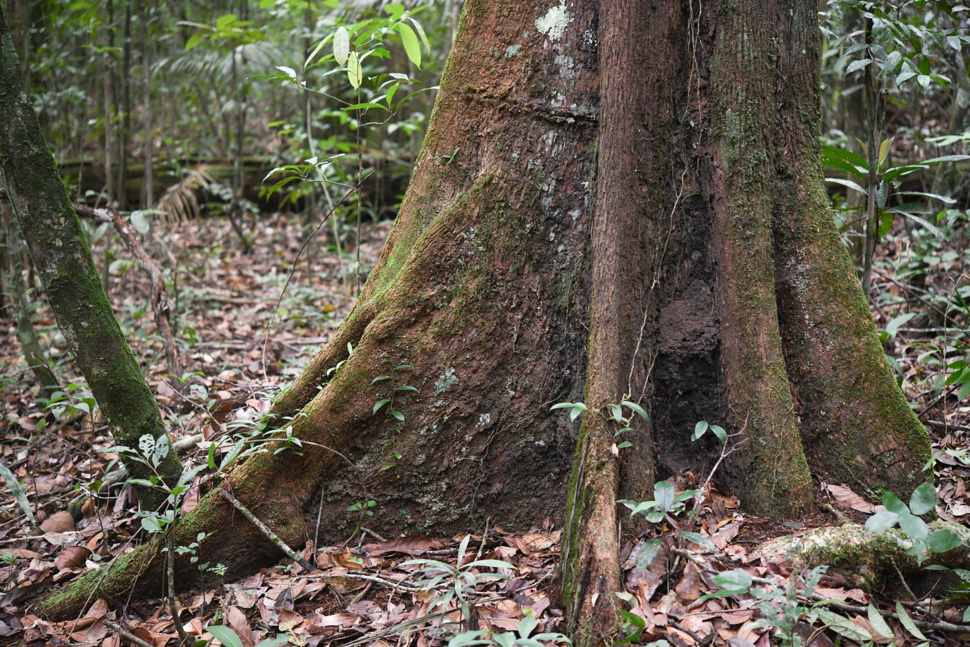 Prieurella prieurii (A.DC.) Aubrév. - Photo Bivouac Naturaliste