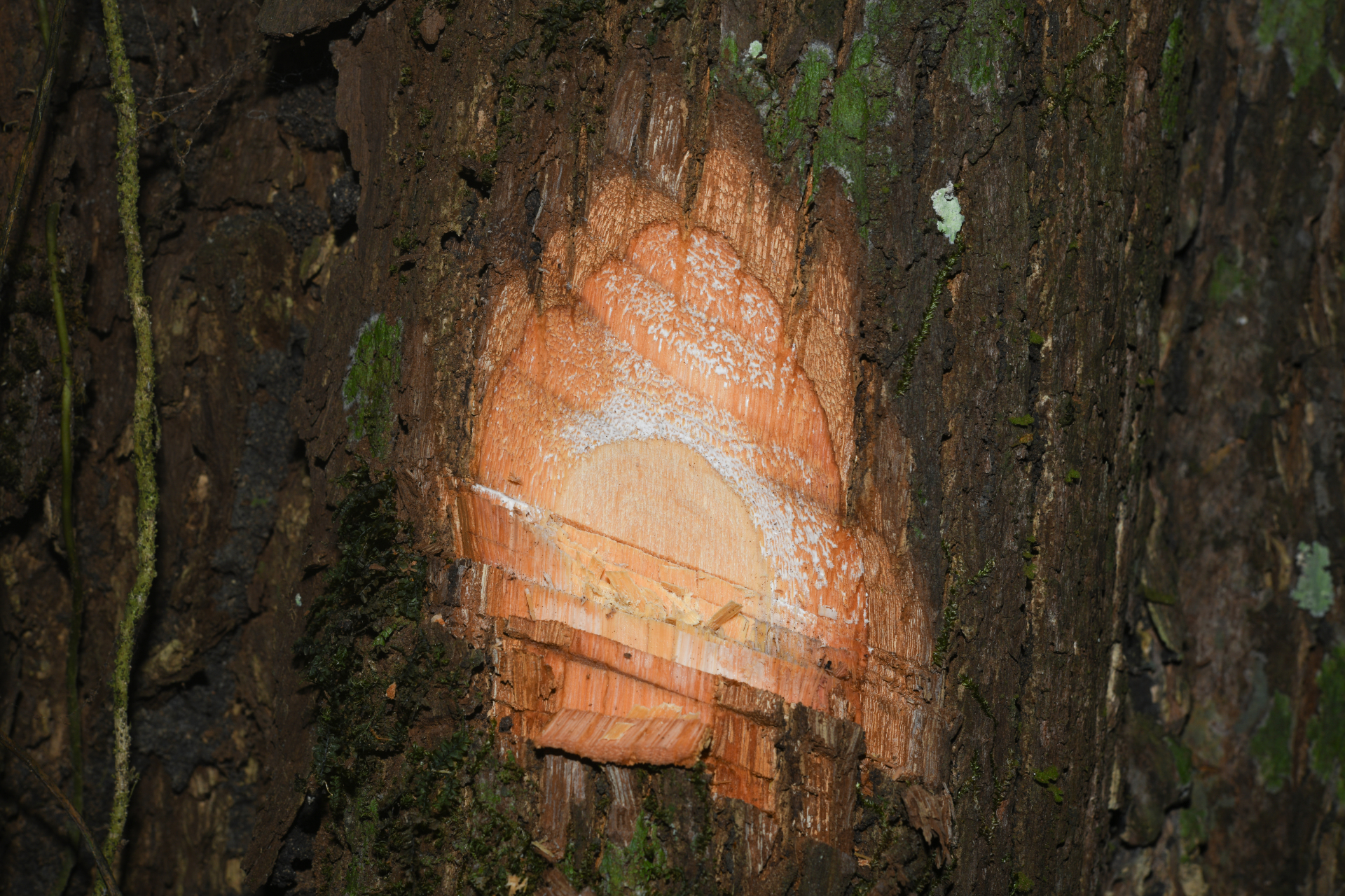 Prieurella prieurii (A.DC.) Aubrév. - Photo Bivouac Naturaliste