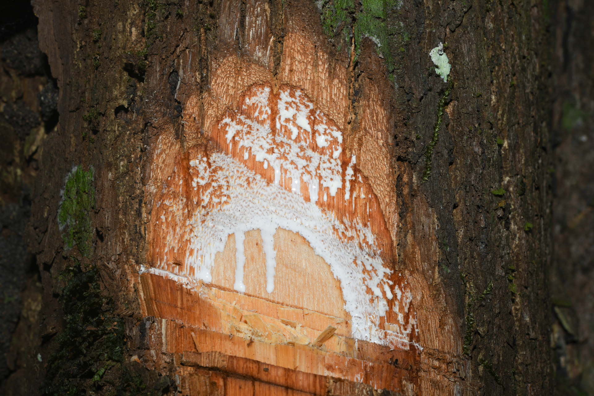 Prieurella prieurii (A.DC.) Aubrév. - Photo Bivouac Naturaliste