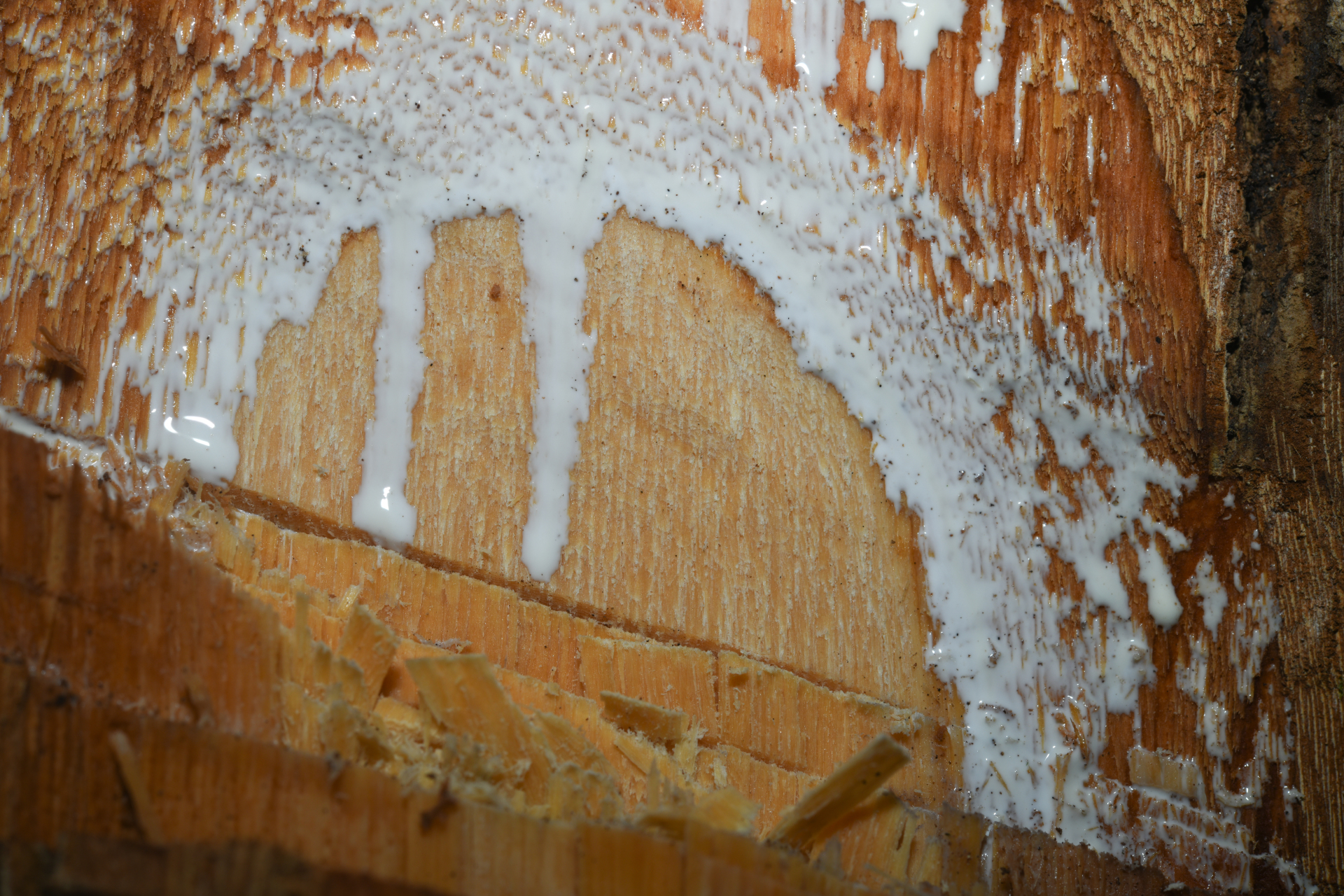 Prieurella prieurii (A.DC.) Aubrév. - Photo Bivouac Naturaliste