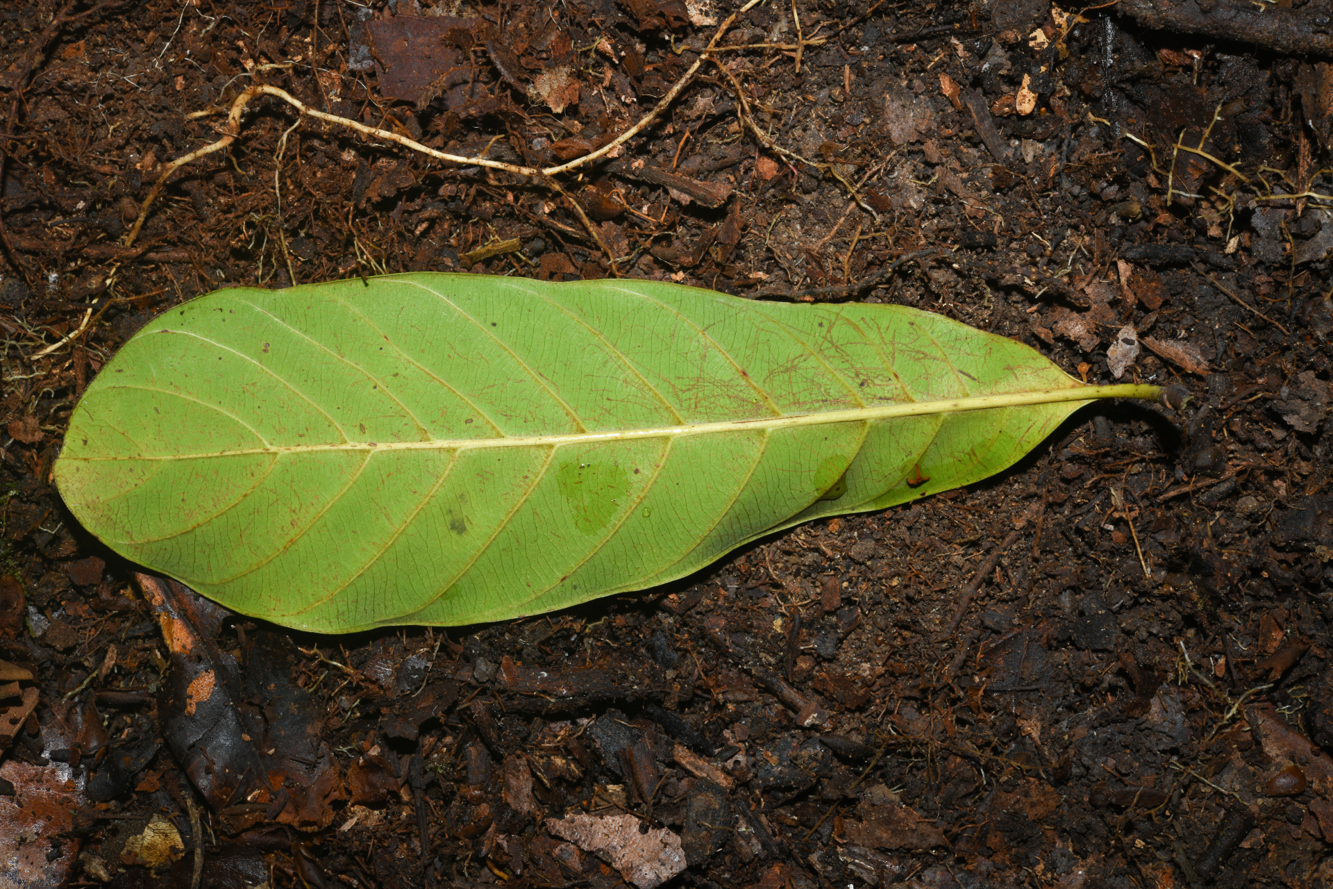Prieurella prieurii (A.DC.) Aubrév. - Photo Bivouac Naturaliste
