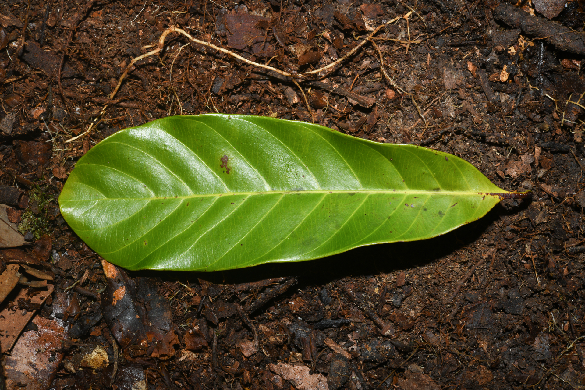 Prieurella prieurii (A.DC.) Aubrév. - Photo Bivouac Naturaliste