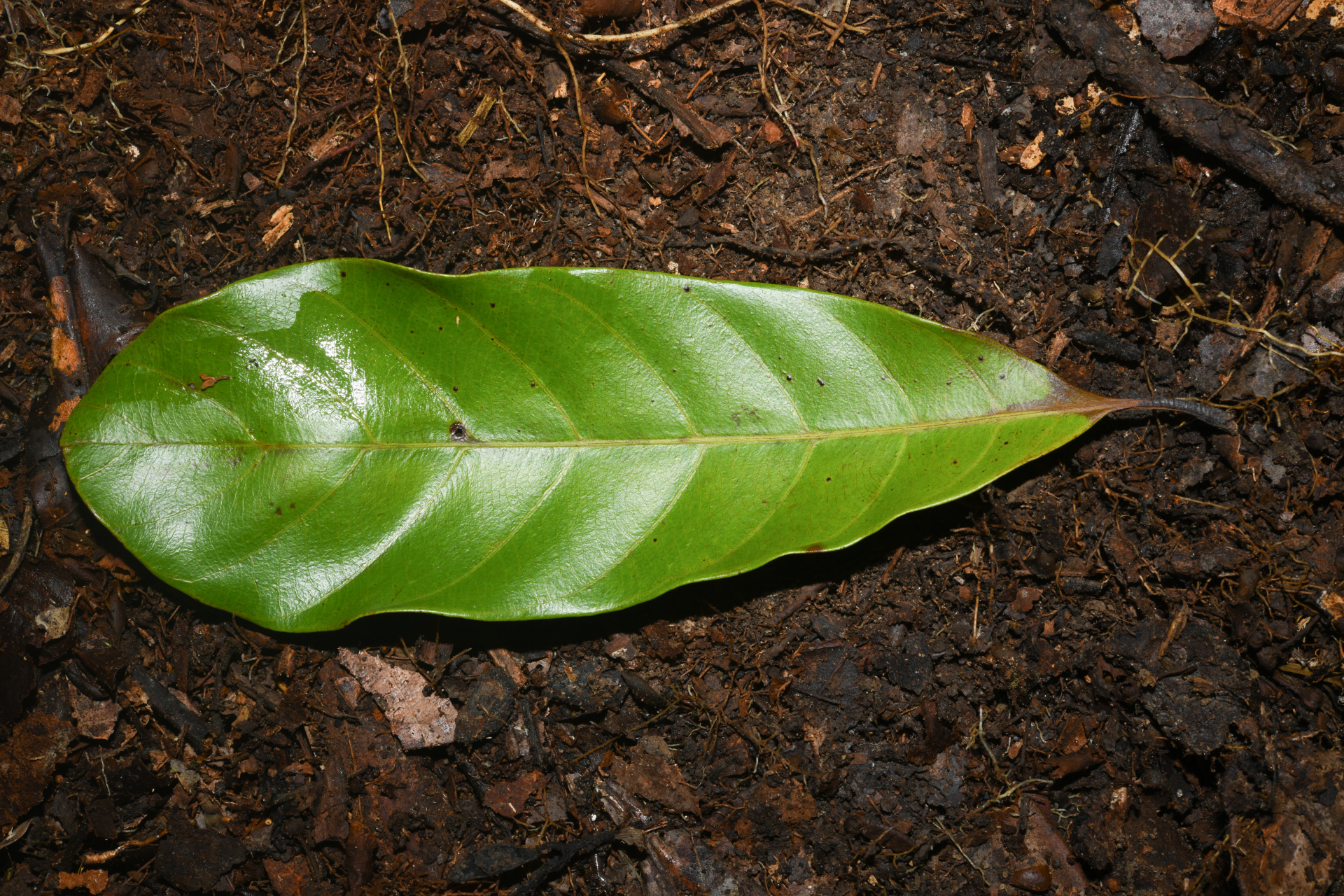 Prieurella prieurii (A.DC.) Aubrév. - Photo Bivouac Naturaliste
