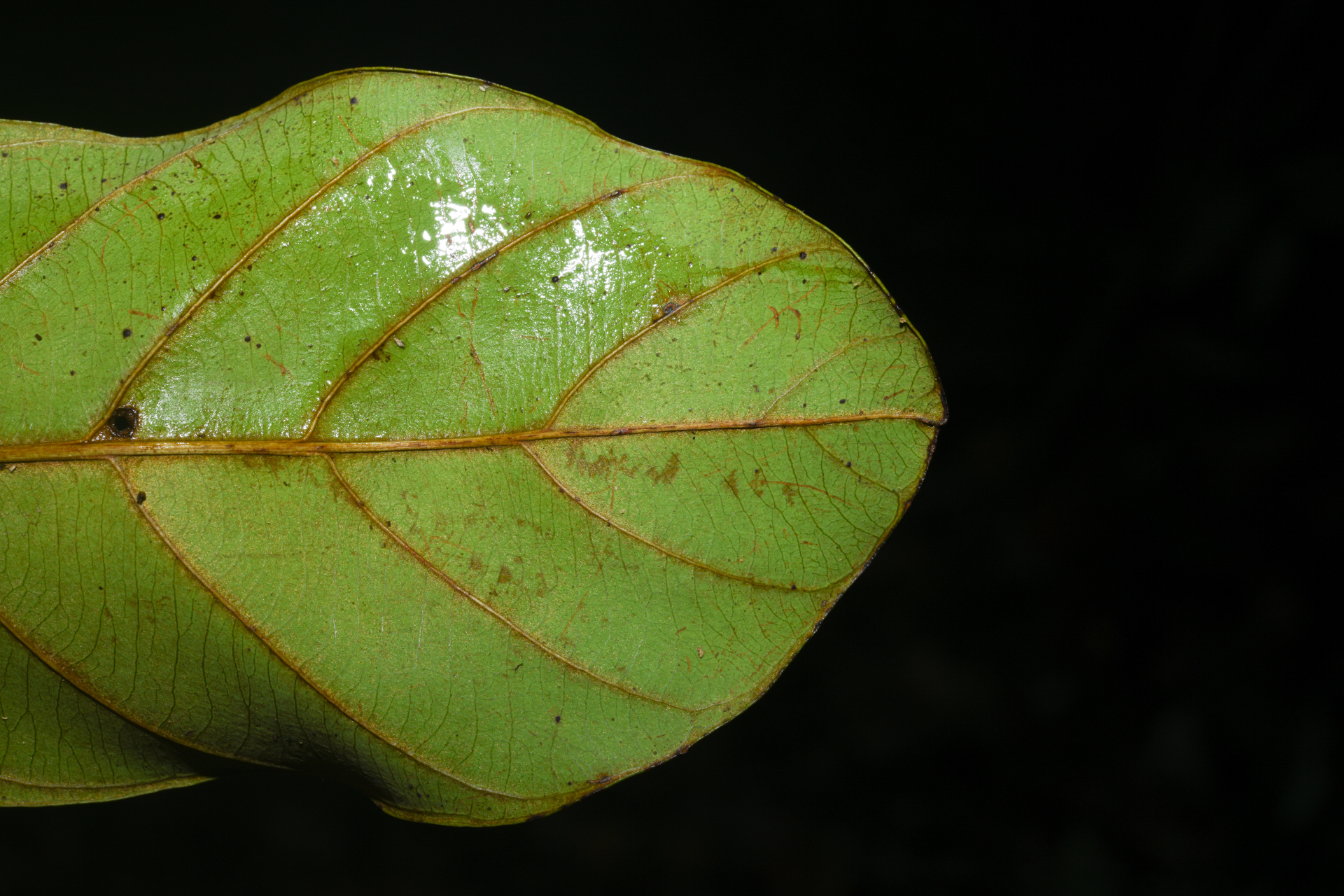 Prieurella prieurii (A.DC.) Aubrév. - Photo Bivouac Naturaliste